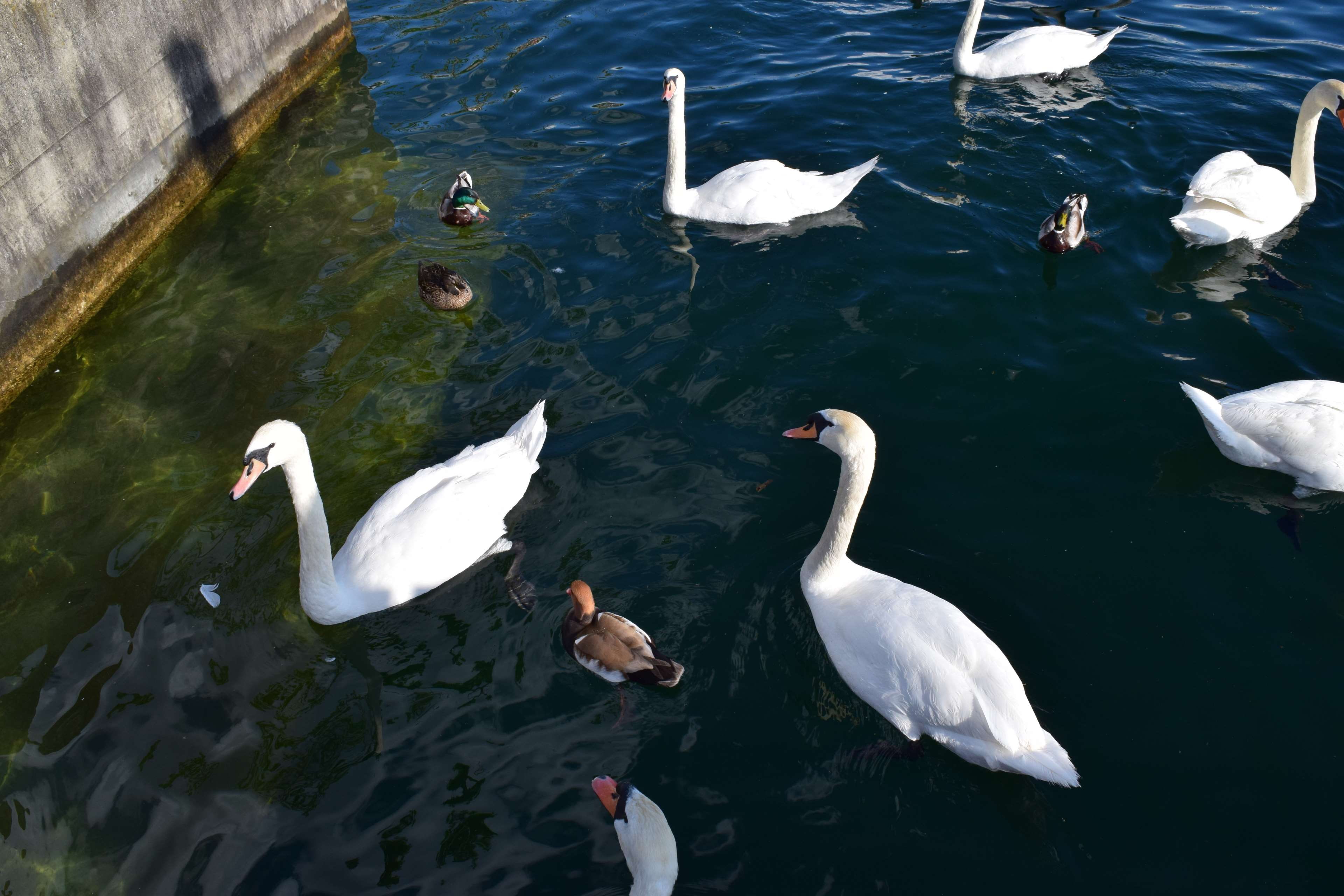 animals, nature, cygnet, animal, vertebrate, bird, water bird, lake, animal family, animal wildlife, water, five animals, swimming, swan, flock of birds, HD Wallpaper