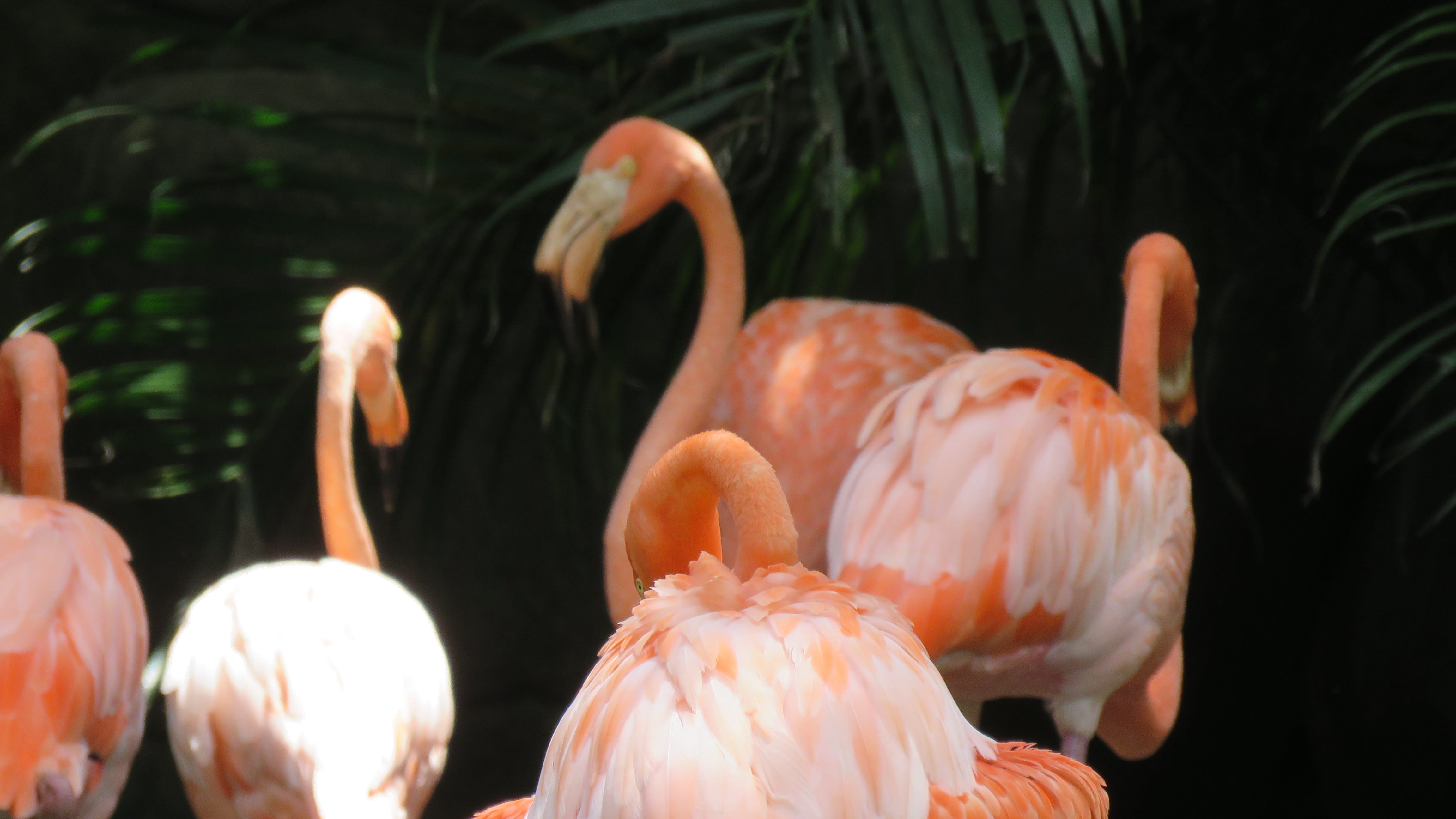 plumage, pen, 4K, beauty in nature, lake, five animals, animals, pink color, peak, beak, tropical, animal neck, day, flamingo, animal themes, bird, animal wildlife, HD Wallpaper