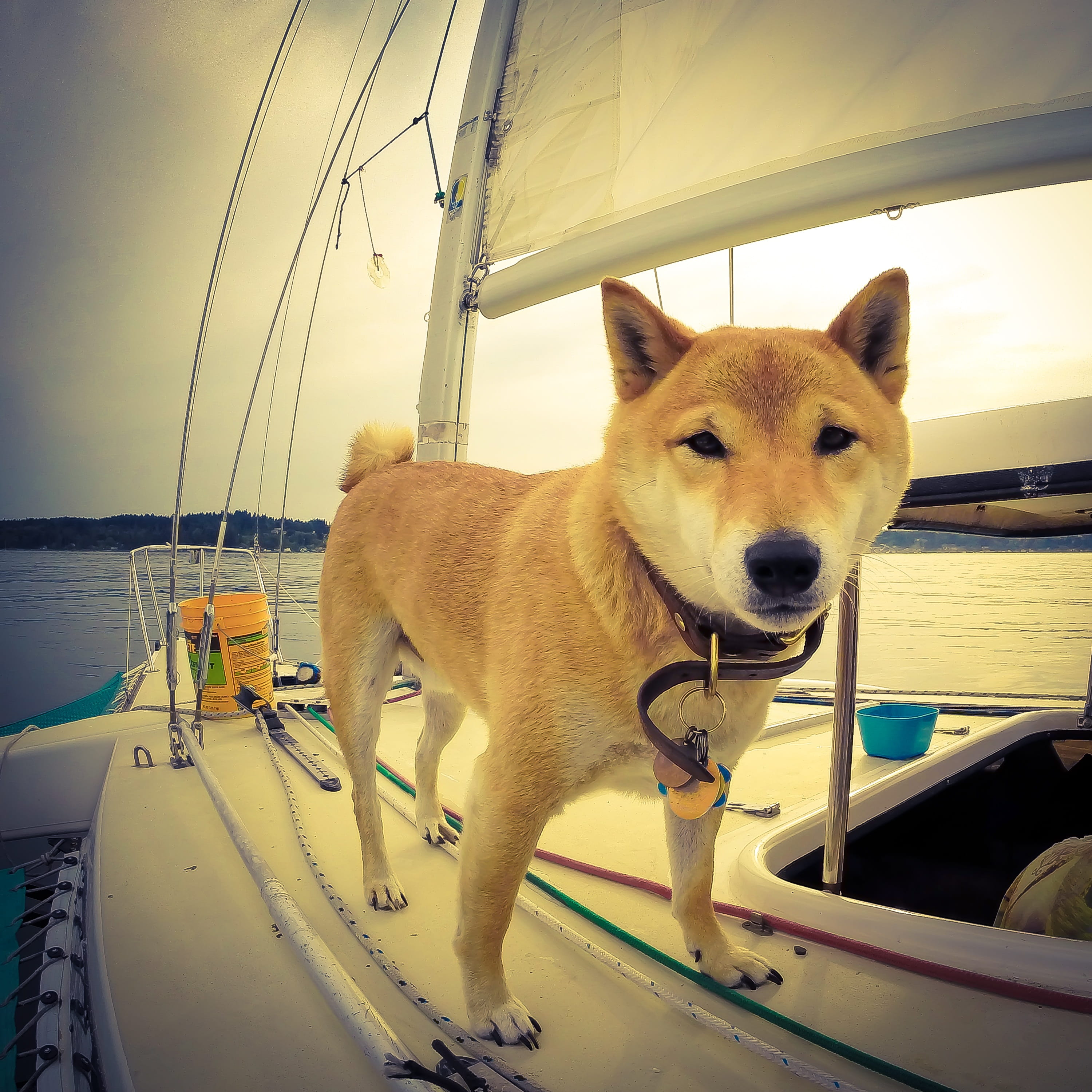 looking, domestic animals, mode of transportation, no people, catamaran, transportation, sailing, mammal, animal themes, deck, pets, outdoor, animal, sky, Phone HD Wallpaper