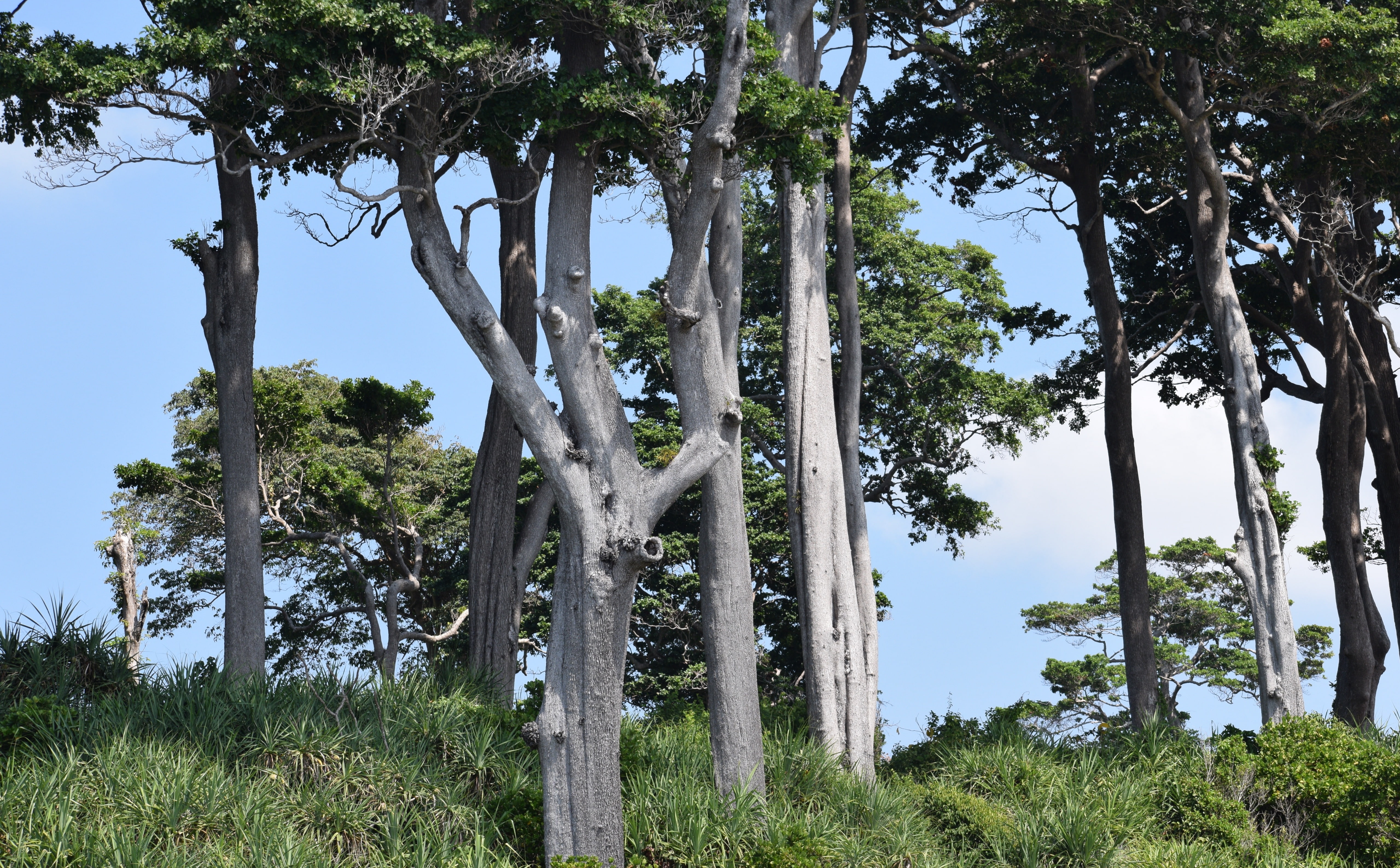 Vegetation, barks, white, Forests, Trees, nicobar, Nature, india, Andaman, Islands, 5K, whitebarks, HD Wallpaper