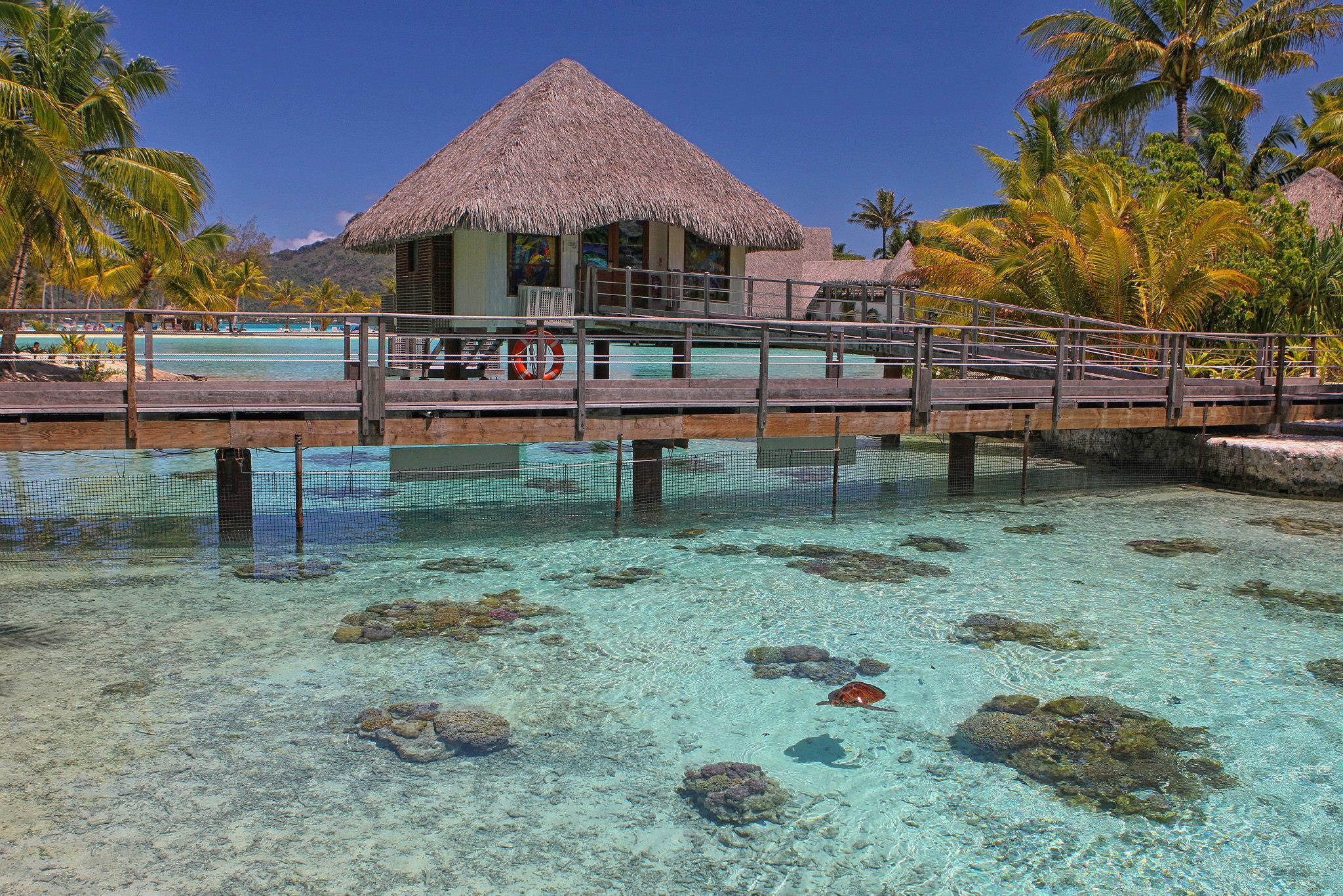 ocea, island, blue, bora, bora-bora, pacific, turtles, beach, lagoon, enclosure, reef, 1080P, coral, polynesia, tahiti, turtle, south, sand, HD Wallpaper