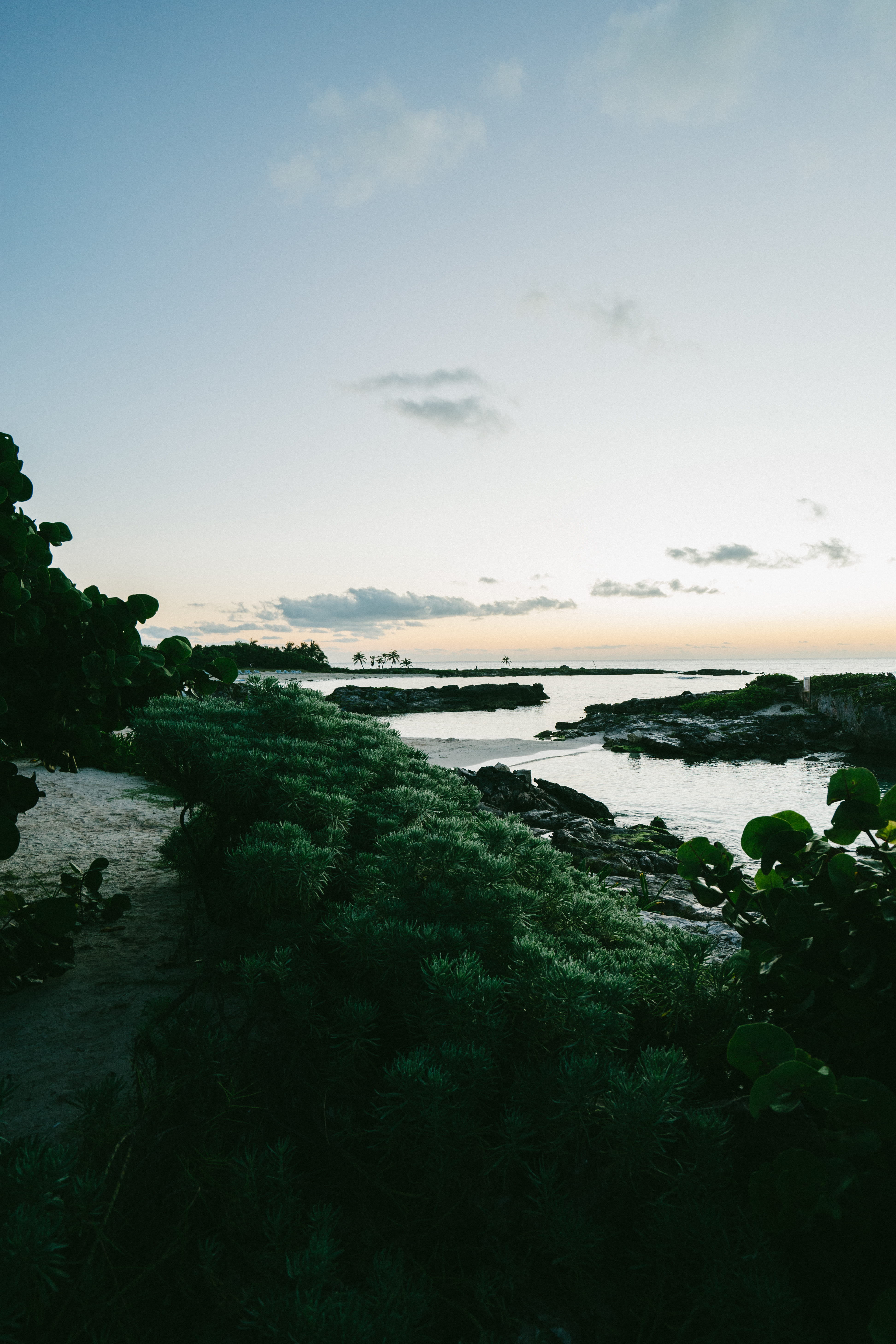 rocky, tree, morning, tranquility, tropical, sea, bay, ocean, land, nature, palm tree, horizon, grand sirenis riviera maya resort, outdoors, beauty in nature, Phone HD Wallpaper