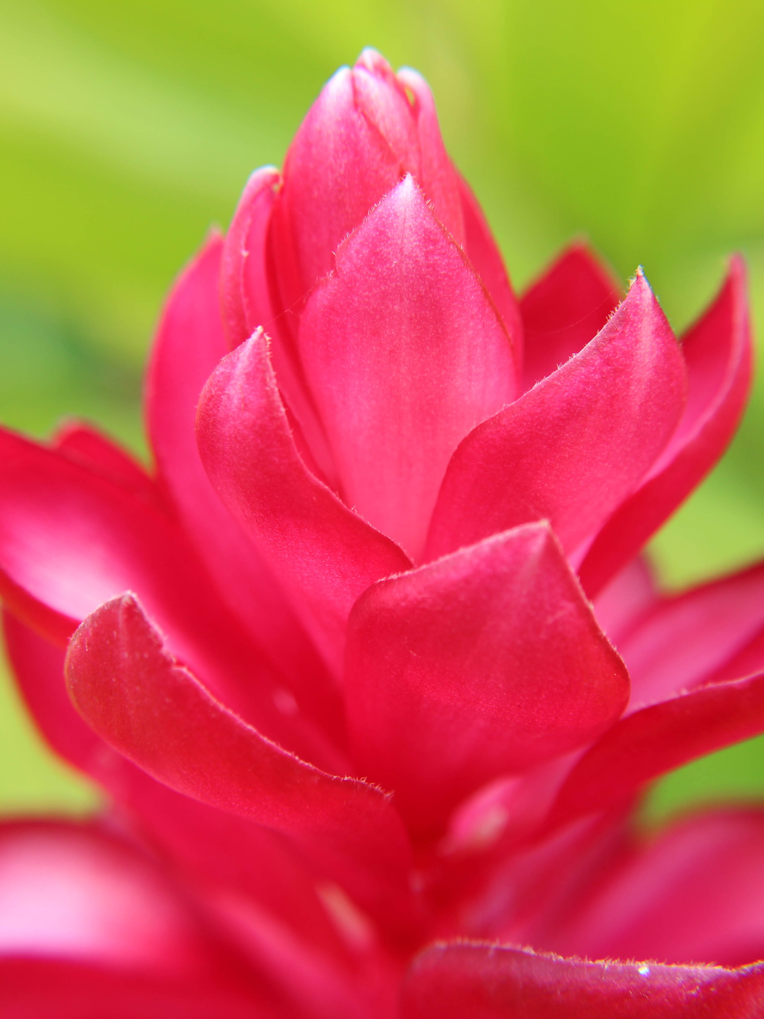 inflorescence, macro, close-up, extreme close-up, freshness, softness, growth, outdoors, hamilton island, flower head, vulnerability, fragility, flower, Phone HD Wallpaper