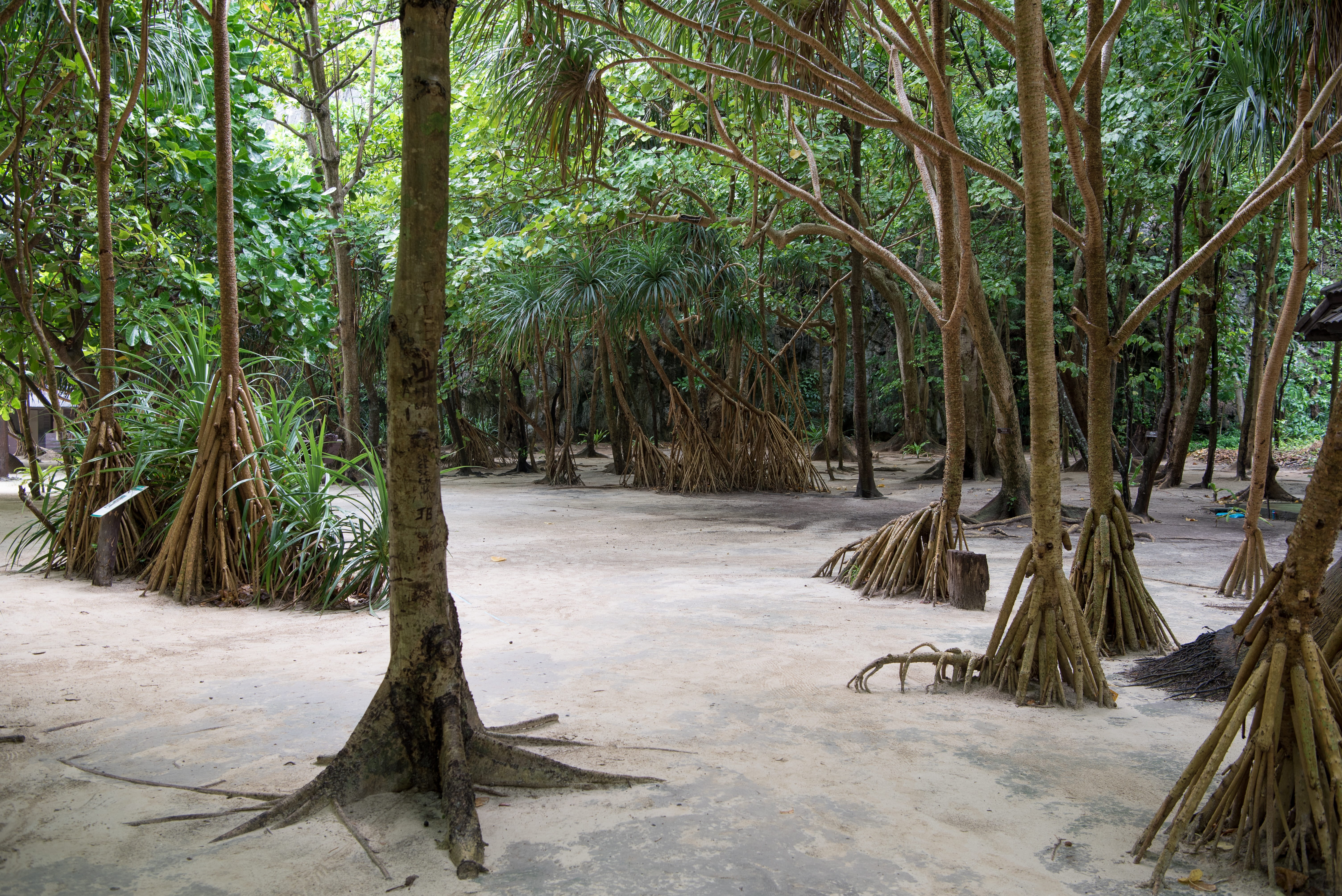 5K, bamboo - plant, direction, phi phi islands, plant, phi phi lay, day, forest, nature, scenics - nature, rainforest, land, thailand, no people, tree, HD Wallpaper