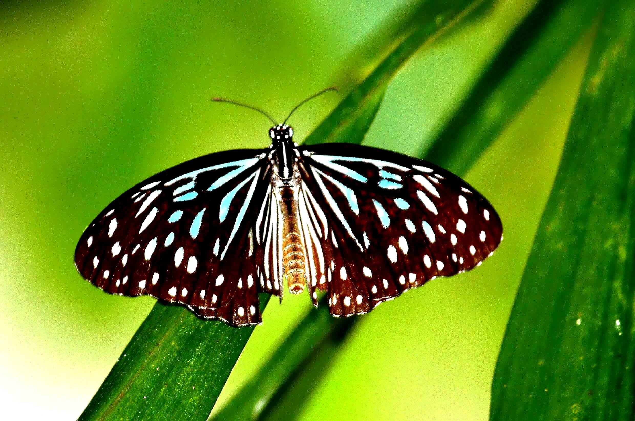 beauty In Nature, multi Colored, animal, male, close-up, perched, IMG, black and white, Koh Phi Phi, green, Tirumala Gautama, leaf, white butterfly, elongated, HD Wallpaper