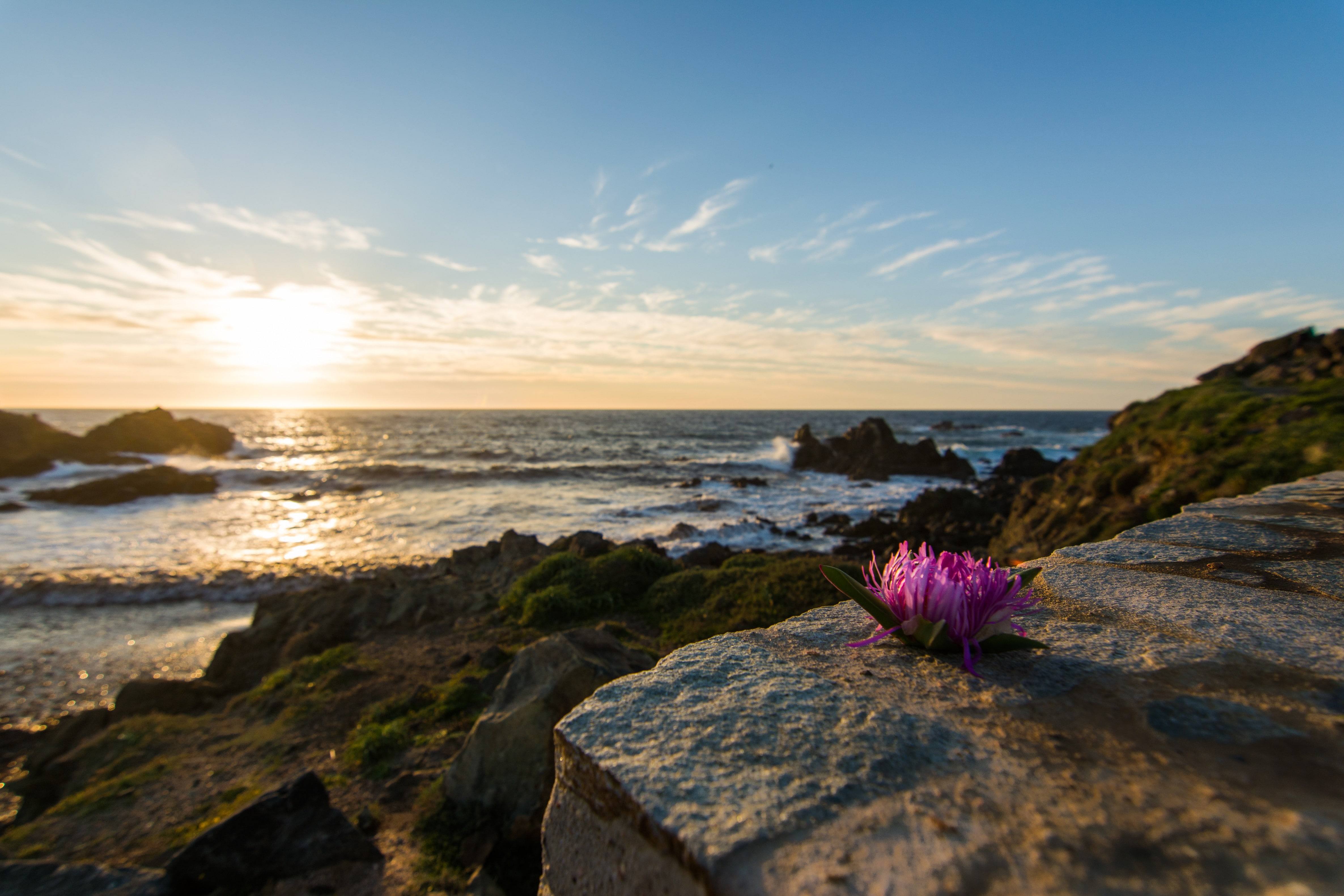 flower, Corsica, beauty in nature, purple, flowering plant, horizon, outdoors, sunset, nature, sea, water, beach, tranquility, 4K, plant, land, rock, rock - object, HD Wallpaper