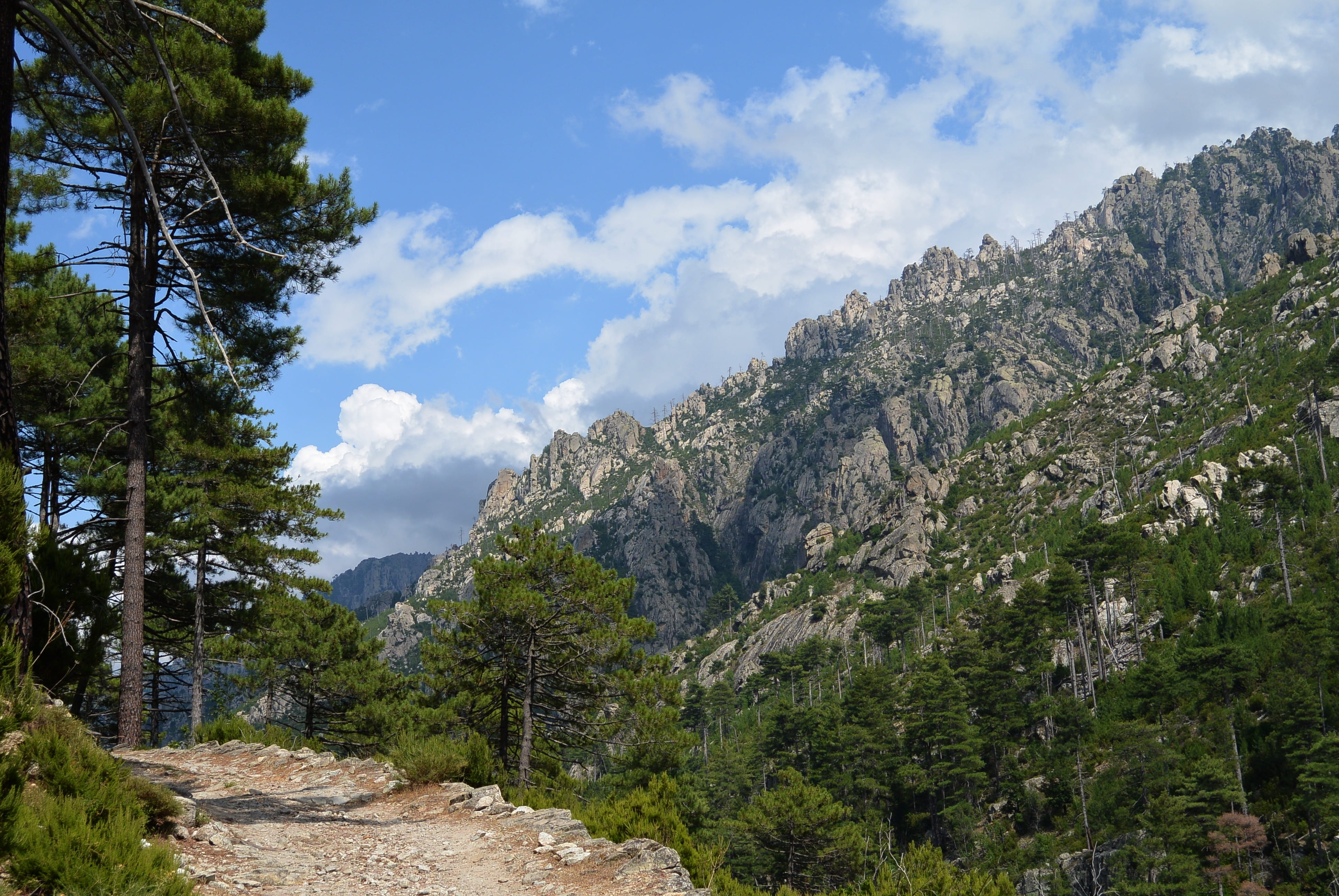 forest, tranquil scene, coniferous tree, sky, landscape, formation, pine, valley, beauty in nature, plant, 4K, no people, scenics - nature, day, cloud - sky, HD Wallpaper