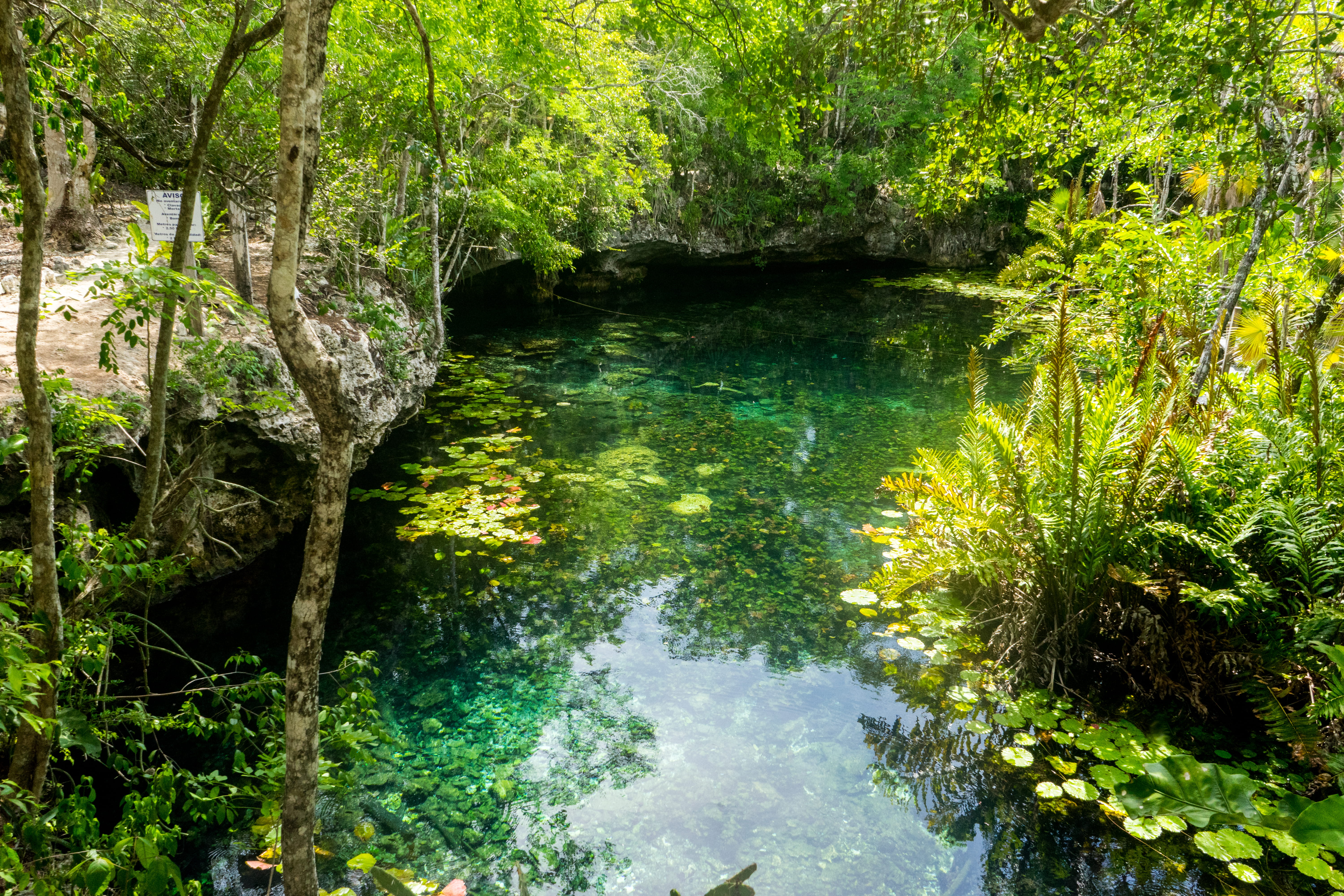 flowing water, tranquility, water, tree, day, non-urban scene, agua, growth, river, flowing, tulum, scenics - nature, ojo, 5K, outdoors, jungle, land, HD Wallpaper