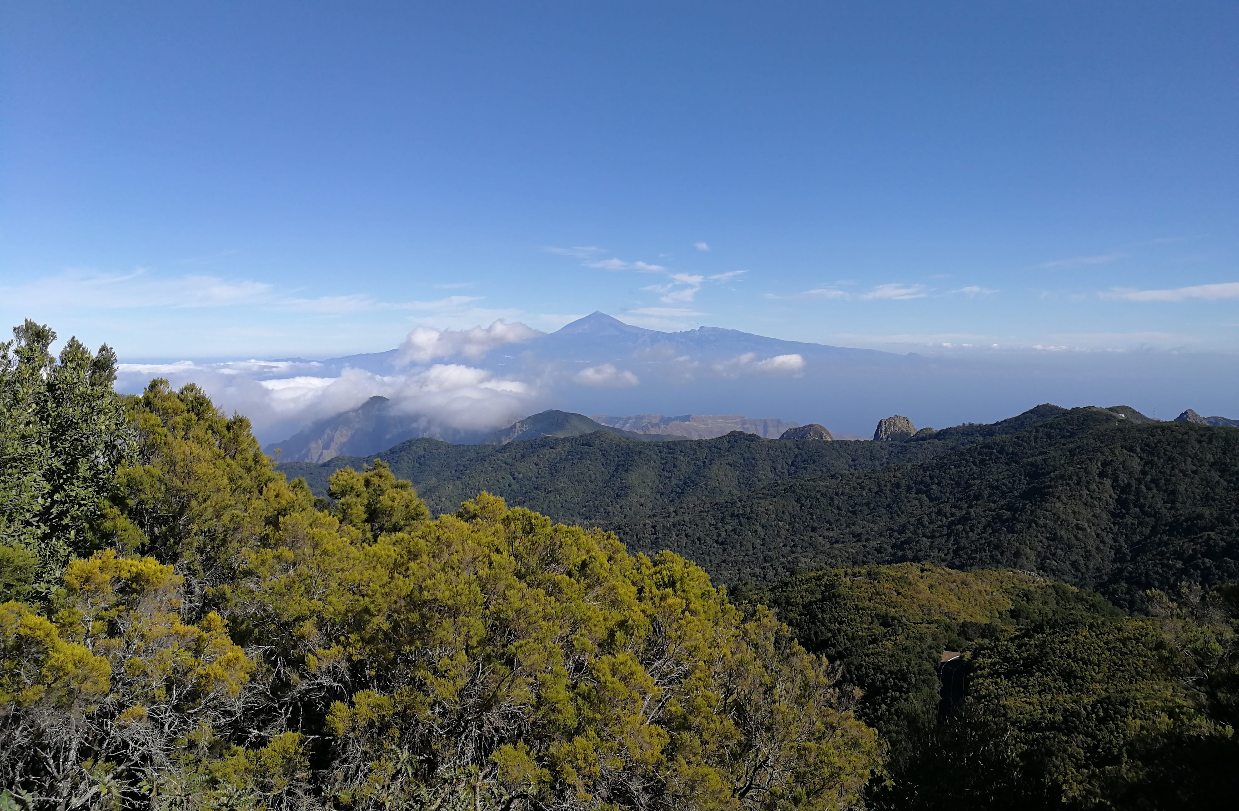 top, mountain, plant, environment, teide, green color, canary islands, beauty in nature, tree, 4K, tranquil scene, cloud - sky, growth, mountain range, HD Wallpaper