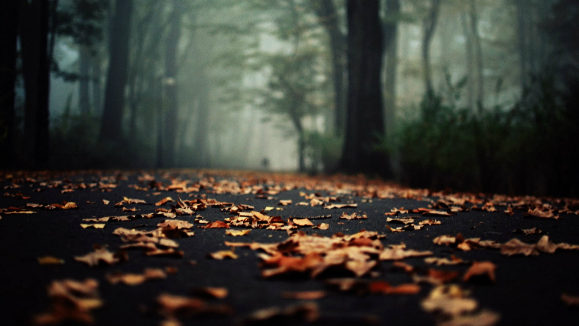 woodland, autumn, forest, dry, beauty in nature, nature, leaf, day, plant part, 1080P, selective focus, no people, plant, tranquility, land, change, tree, HD Wallpaper