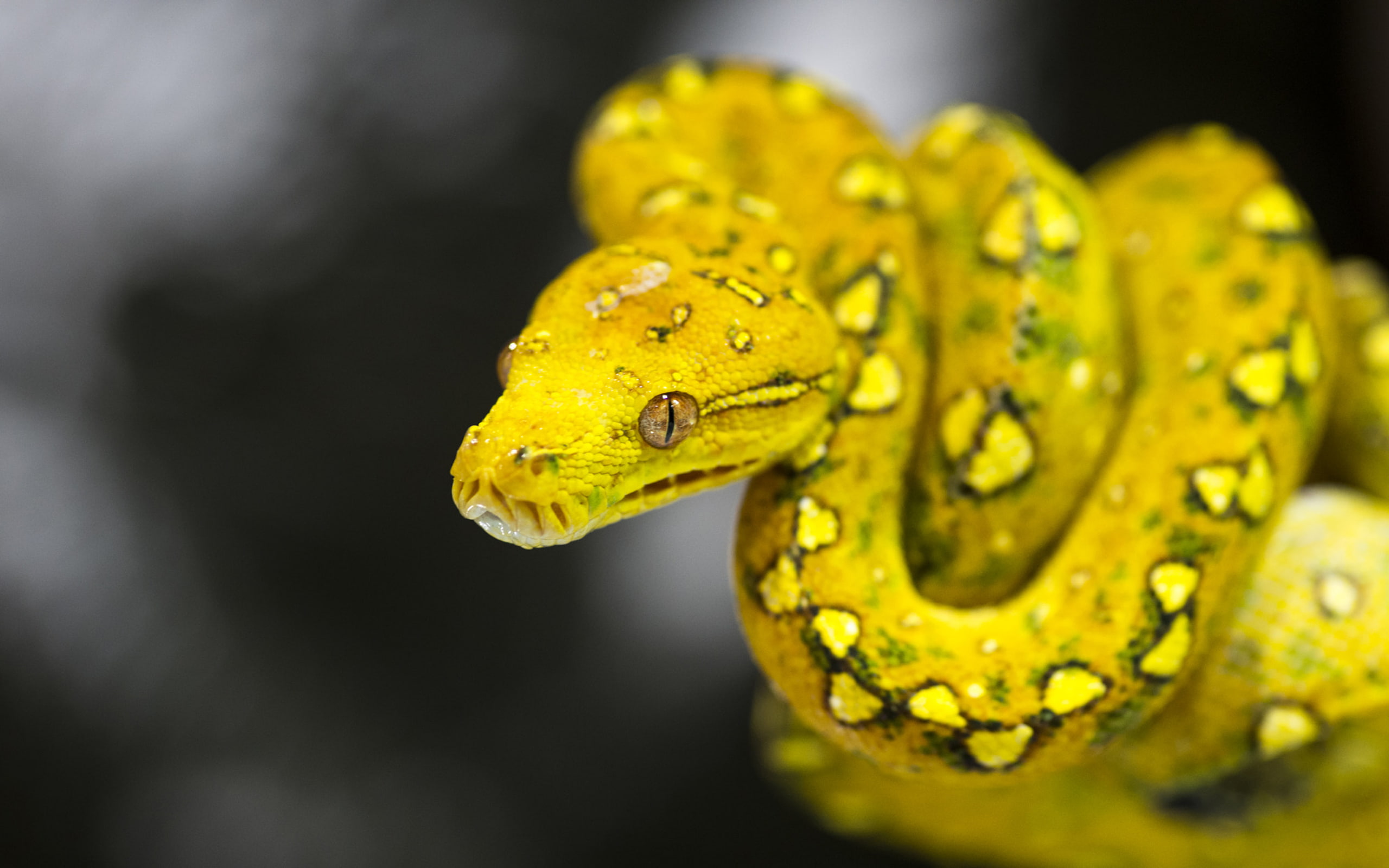 python, green, 2K, snake, morelia, hd, tree, decorative, photo, viridis, yellow, HD Wallpaper