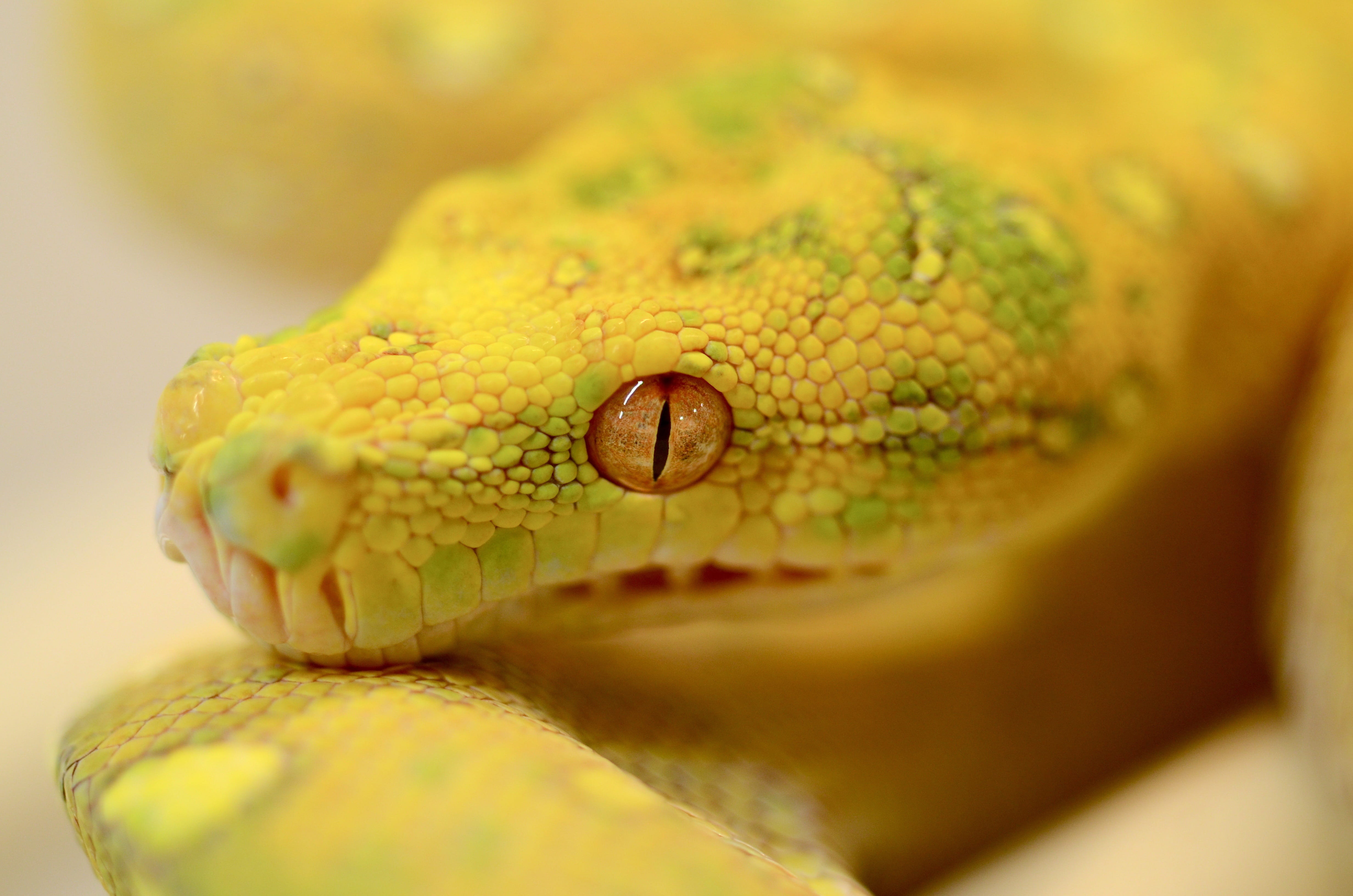 animal head, python, animal wildlife, animal body part, animal, animals in the wild, 4K, selective focus, animal scale, communication, animal themes, poisonous, HD Wallpaper