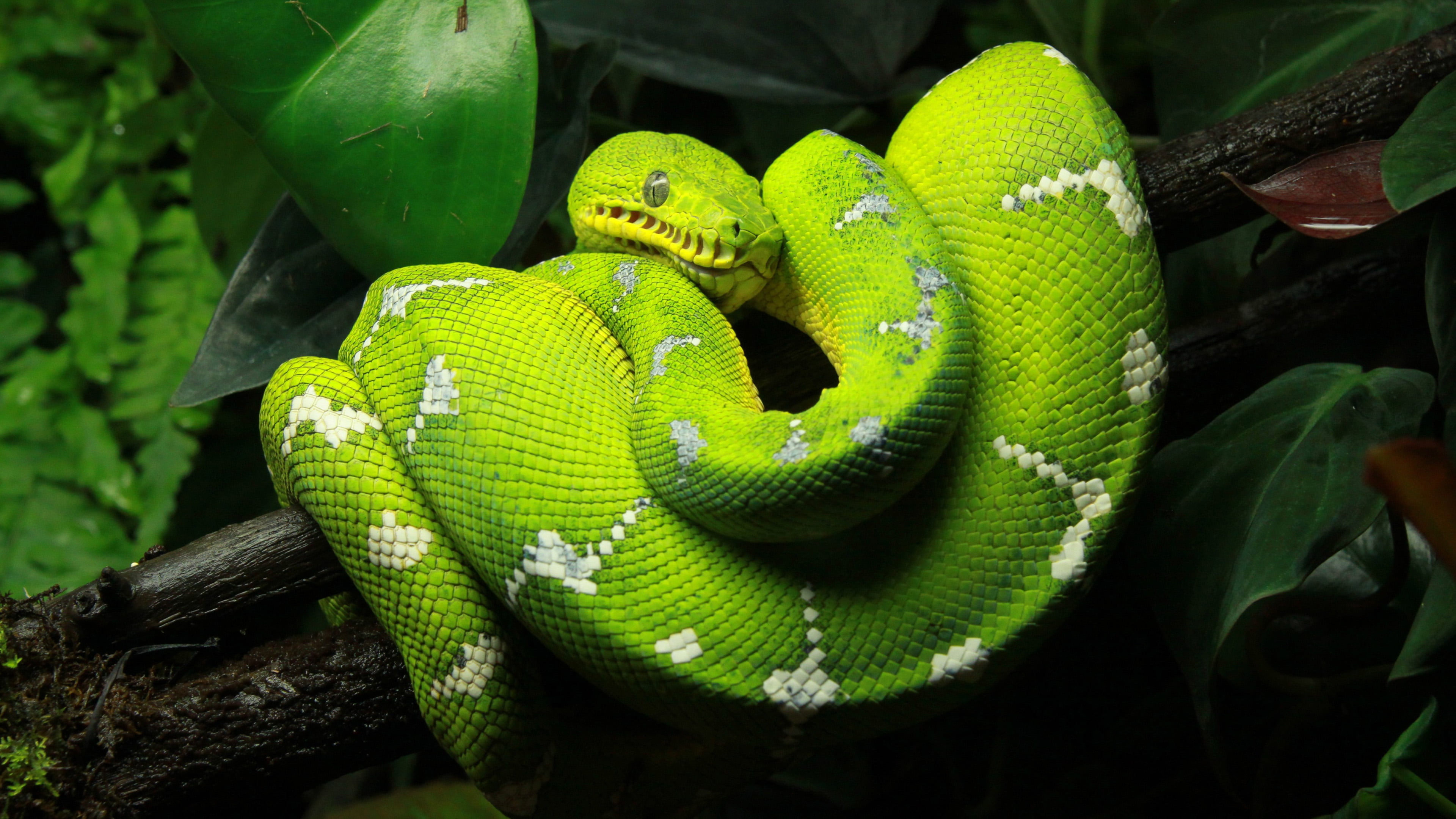 4K, python, one animal, poisonous, plant, tropical rainforest, animal head, animal wildlife, day, reptile, aggression, animal, outdoors, close-up, no people, HD Wallpaper