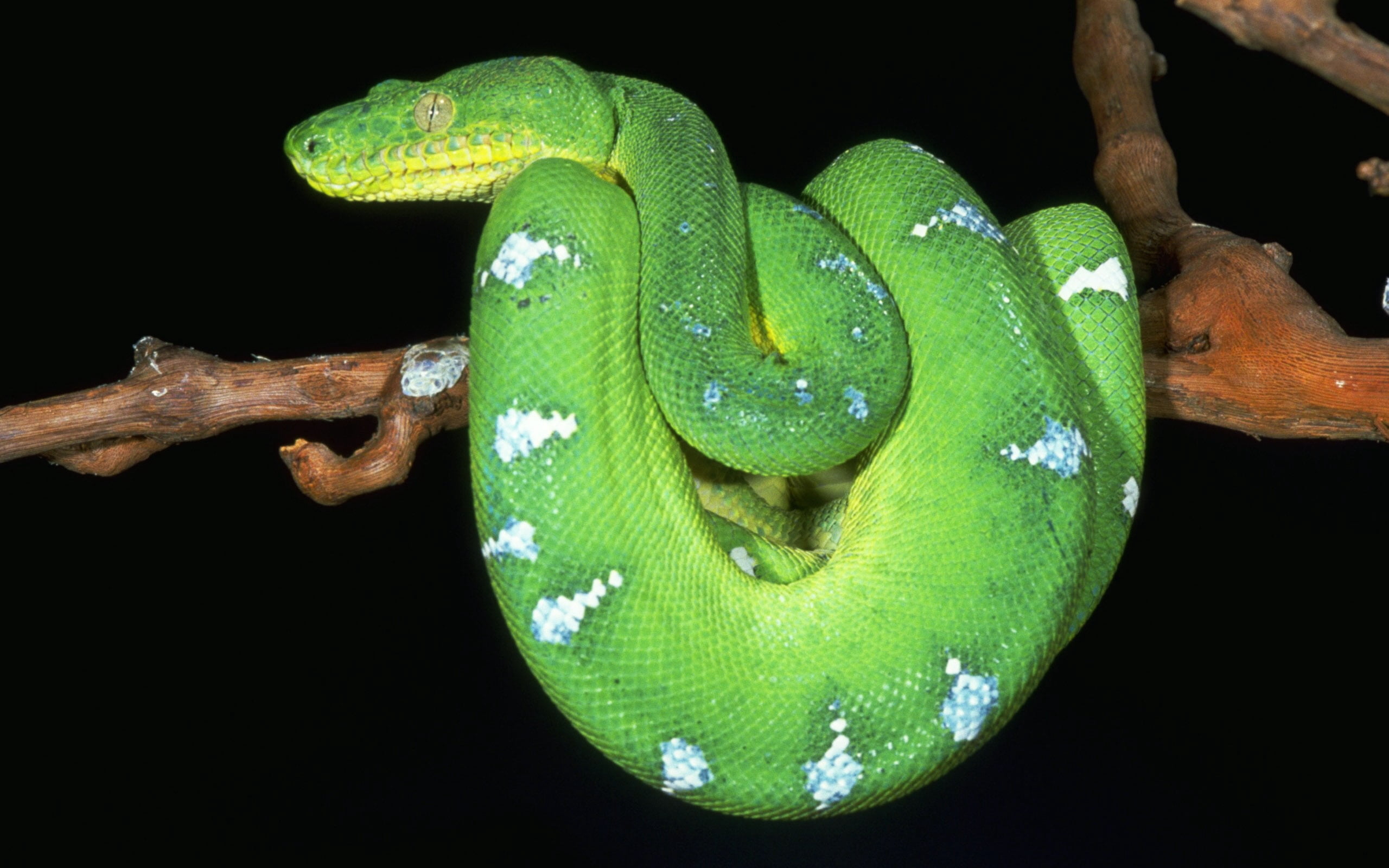 reptile, no people, danger, curled up, close-up, studio shot, poisonous, night, plant, wildlife, animal, tree, animal scale, tropical Rainforest, spotted, HD Wallpaper