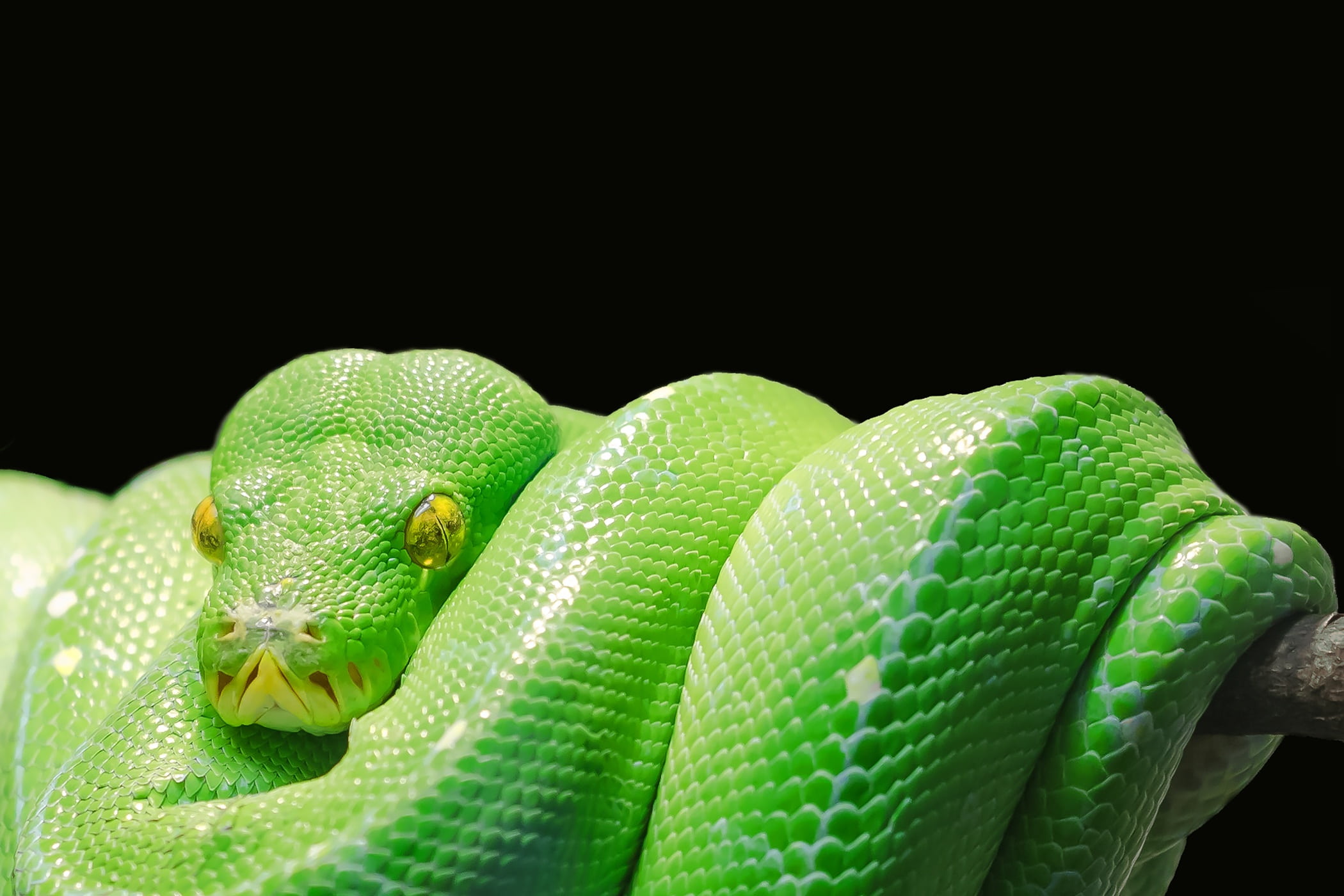 animal, animal themes, nature, vertebrate, green, one animal, 1080P, animals in the wild, curled up, plant part, green color, leaf, animal head, reptile, HD Wallpaper