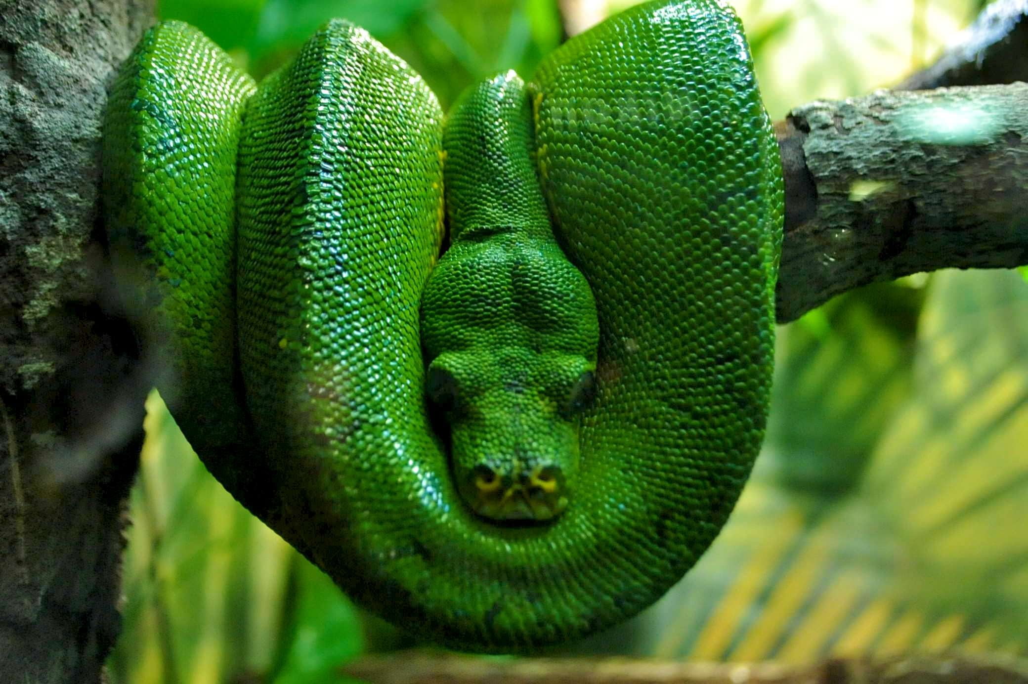 day, green color, green boa, resting, animal scale, adam and eve, 1080P, reptile, animal wildlife, animals in the wild, outdoors, tree, one animal, iguana, HD Wallpaper