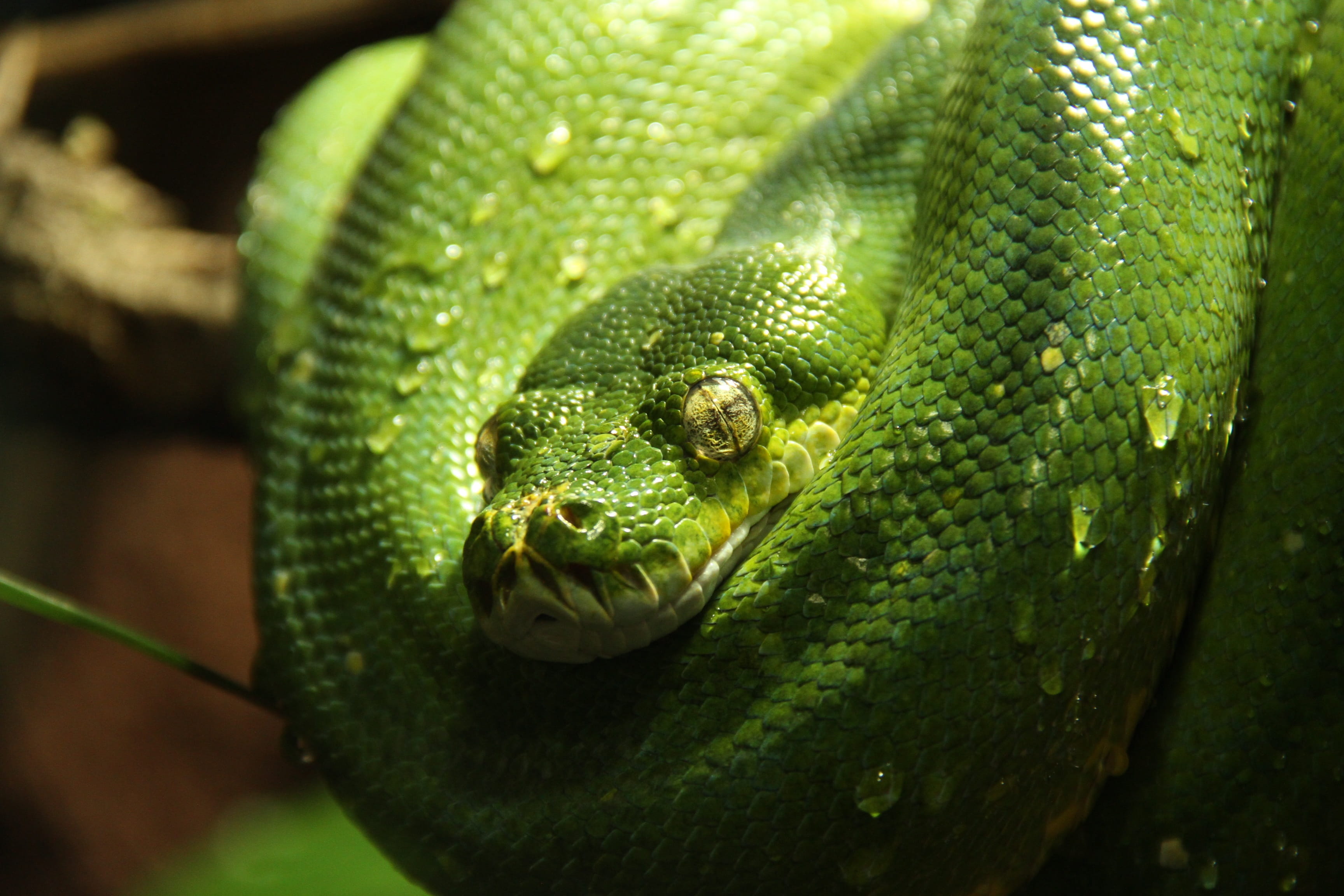 tree, green, curled up, animal wildlife, green color, nature, one animal, outdoors, morelia viridis, poisonous, animals in the wild, rainforest, no people, HD Wallpaper