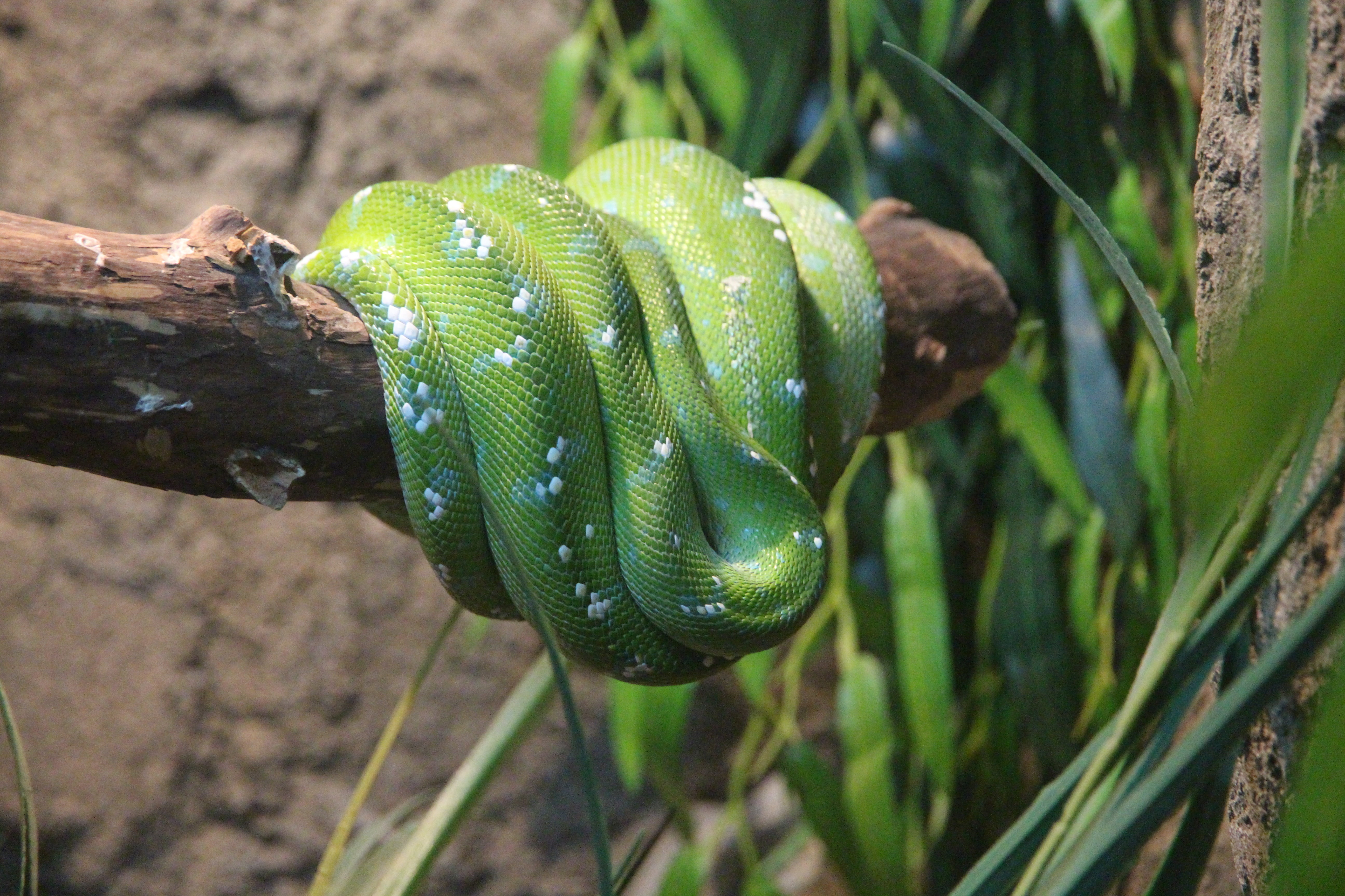 plant, land, animal themes, tree, wildlife, day, branch, snake, vertebrate, one animal, nature, animal, python, poisonous, green Color, close-up, backgrounds, HD Wallpaper