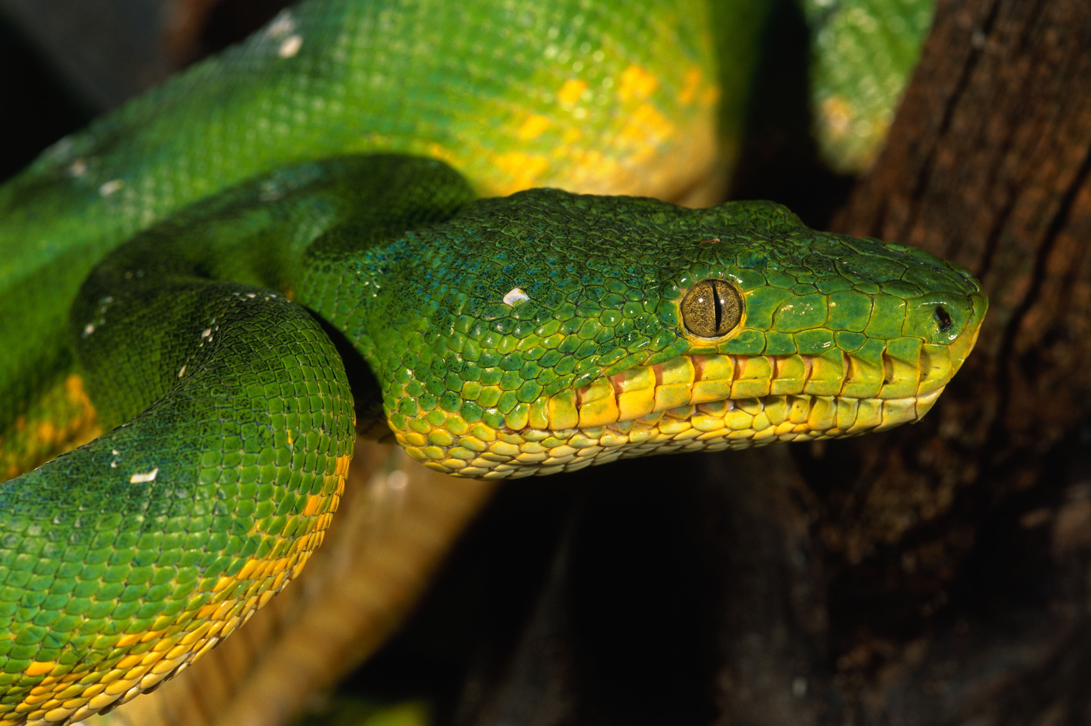 tree, animal, green, rainforest, animal Scale, viper, close-up, animals In The Wild, no people, animal body part, animal themes, green Color, day, reptile, HD Wallpaper