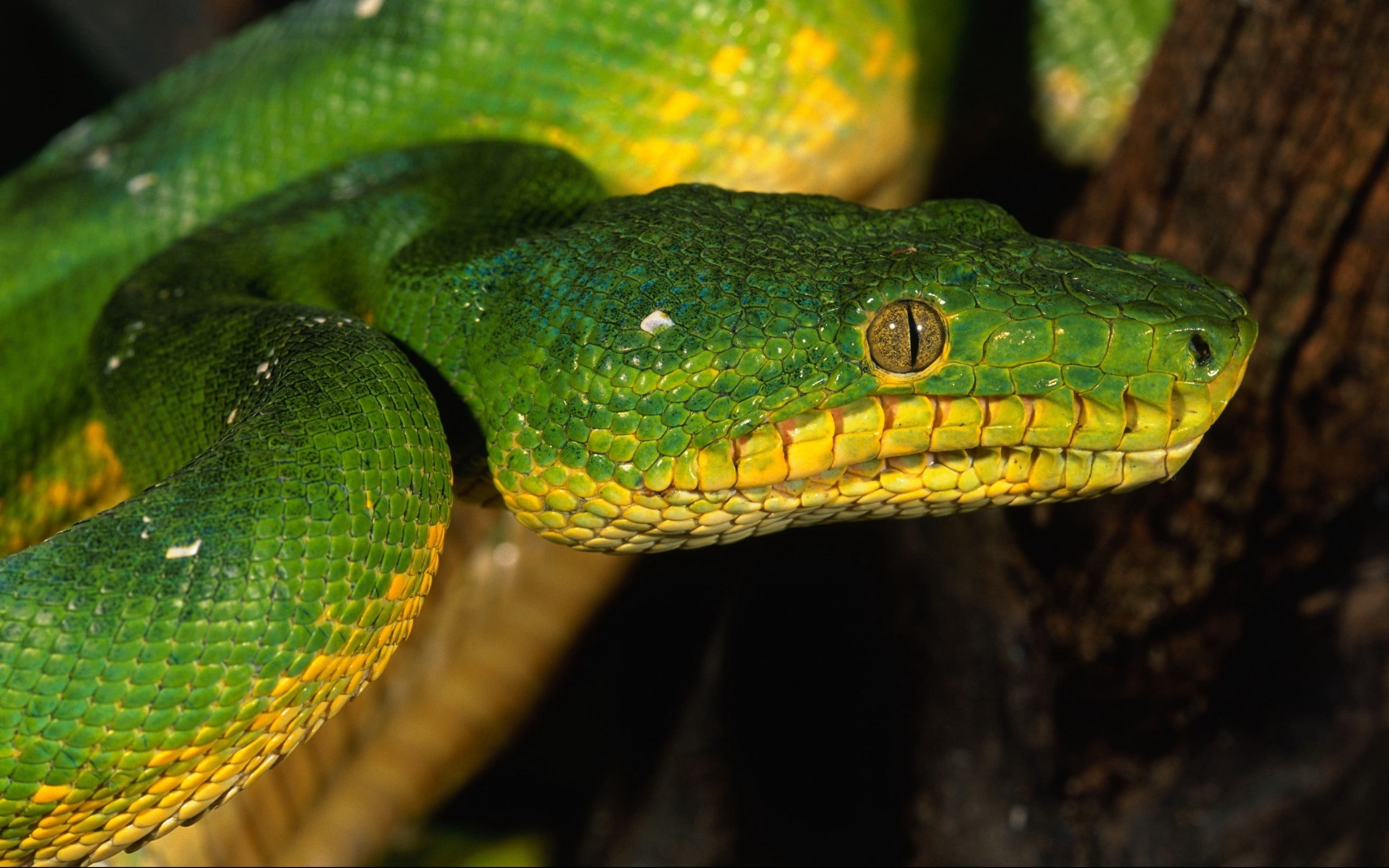 outdoors, wildlife, carnivore, animal body part, viper, python, focus on foreground, forest, day, animal Scale, animal eye, large, animals In The Wild, HD Wallpaper