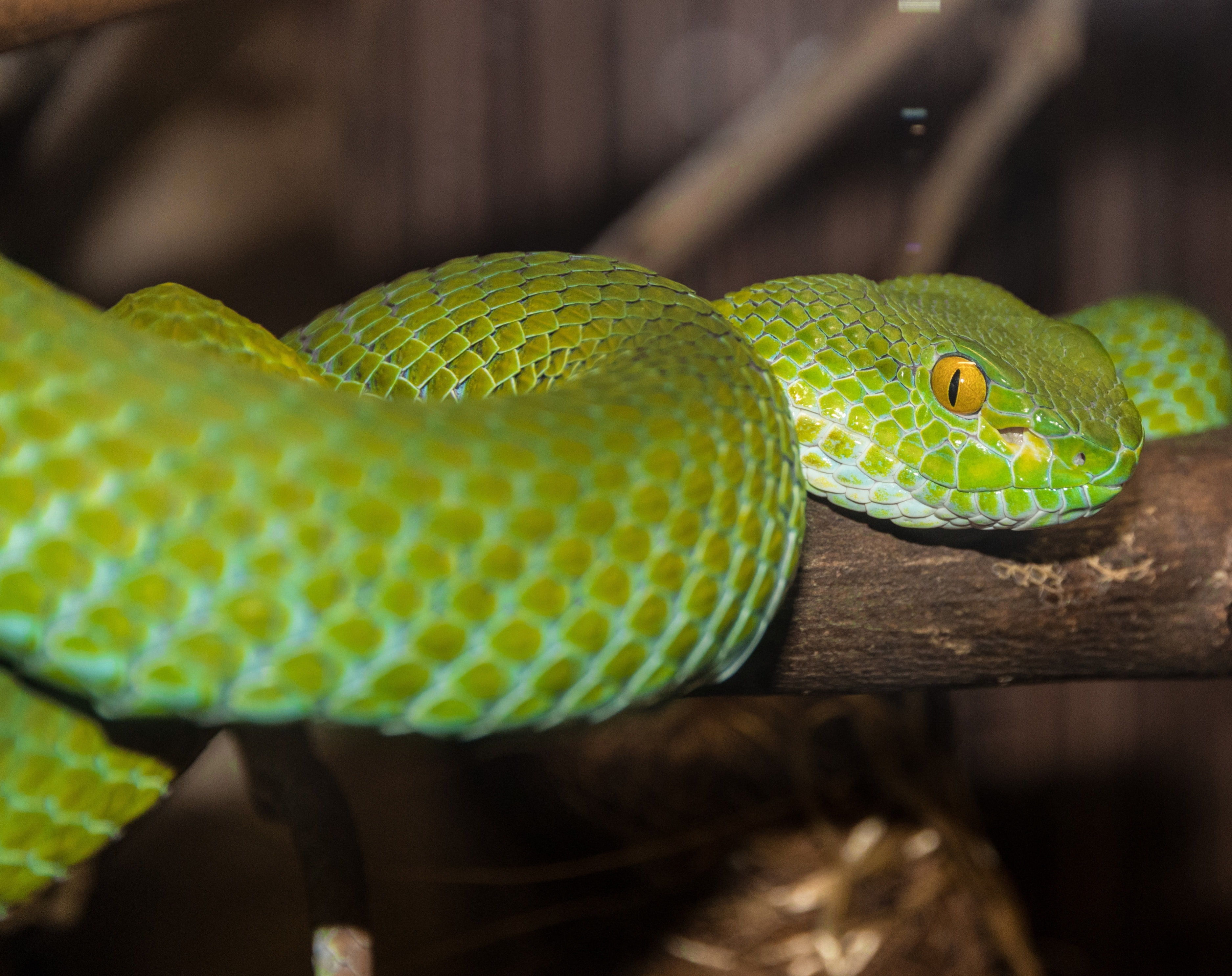 one animal, animal scale, animal, vertebrate, gecko, animal themes, animal body part, animal eye, poisonous, green color, no people, day, animals in the wild, HD Wallpaper