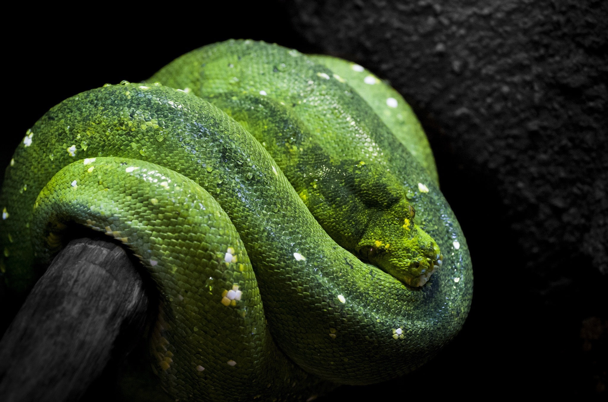 vertebrate, python, one animal, reptile, tree, close-up, green color, animal themes, animal head, nature, snake, looking away, day, animal scale, animal, HD Wallpaper