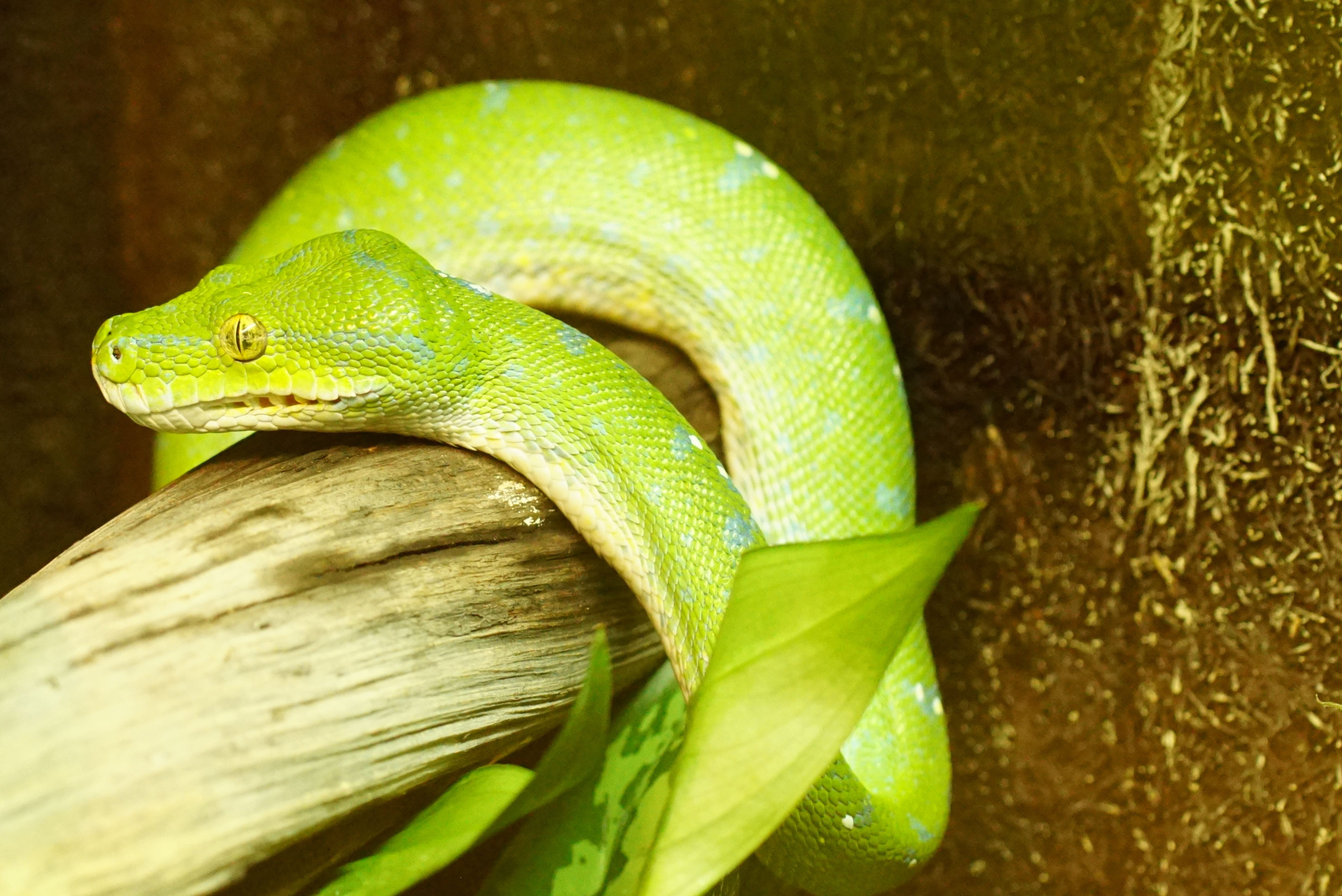 green color, leaf, 4K, animal body part, branch, close-up, snake, plant, rainforest, animal scale, nature, reptile, tree, no people, animal themes, plant part, HD Wallpaper