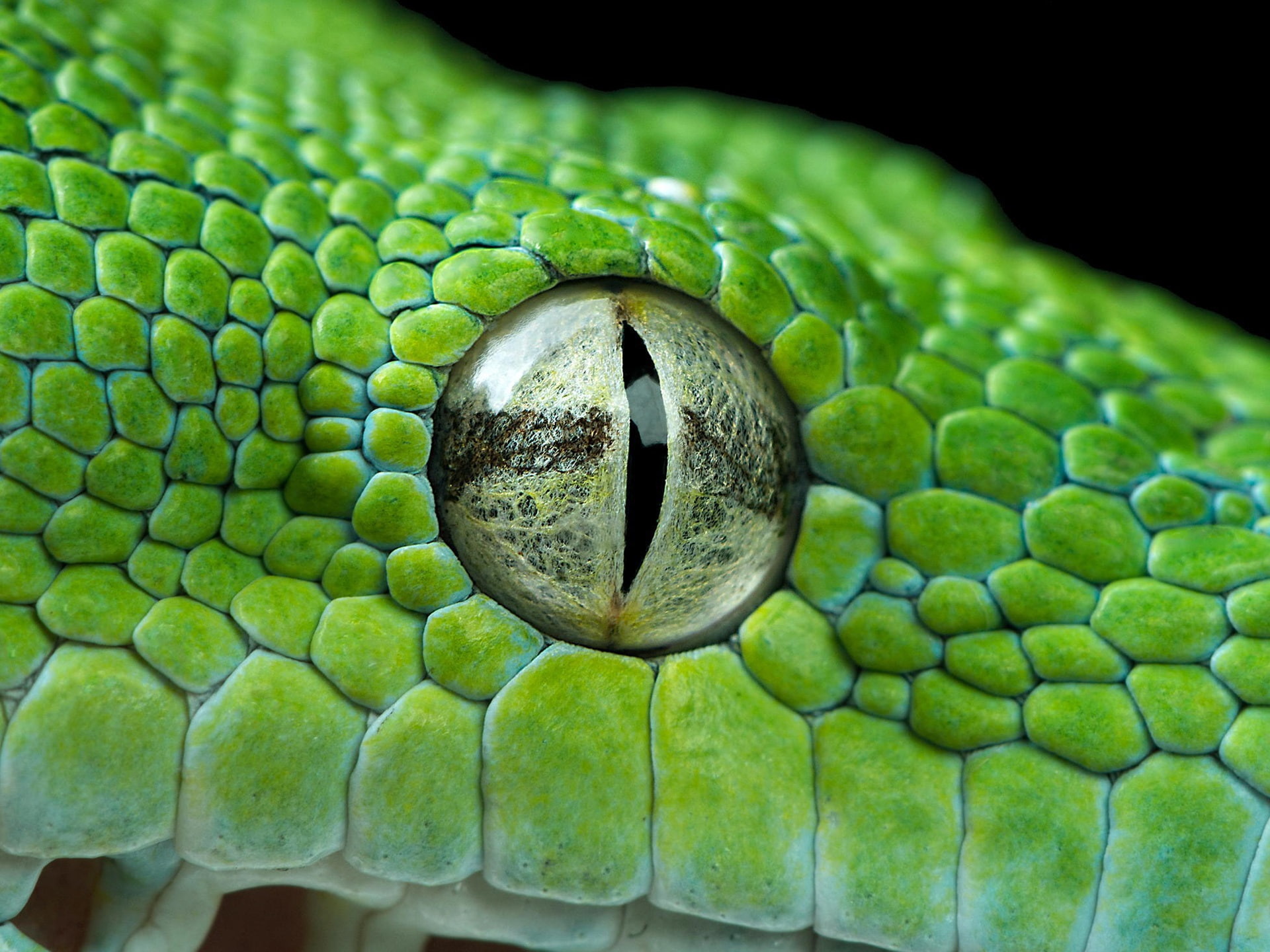 Eye, black, Green, 1080P, Python, reptile, HD Wallpaper