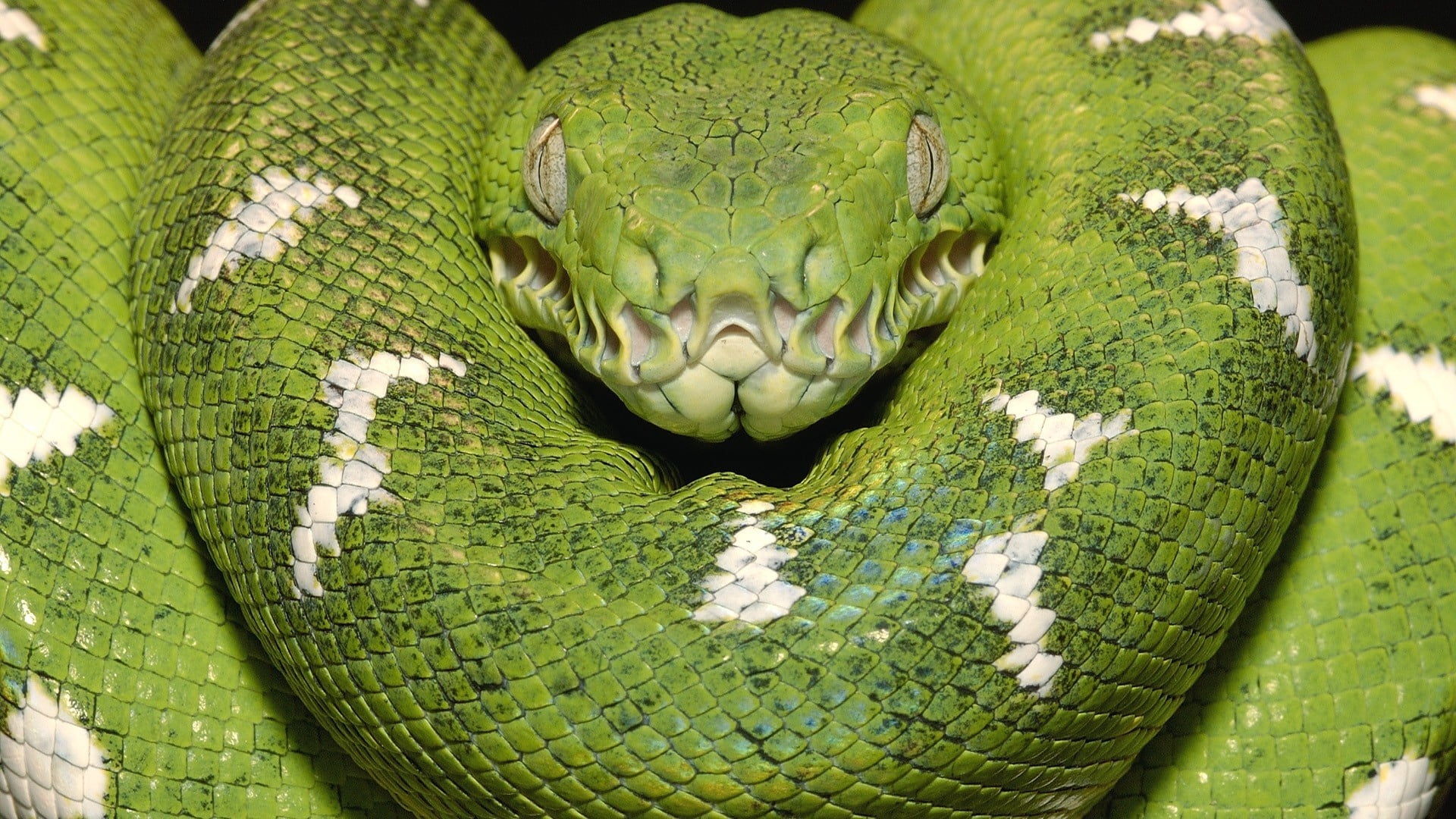 animal, large, danger, crocodile, nature, no people, animal body part, backgrounds, sign, animal head, python, warning sign, poisonous, green Color, animal wildlife, HD Wallpaper