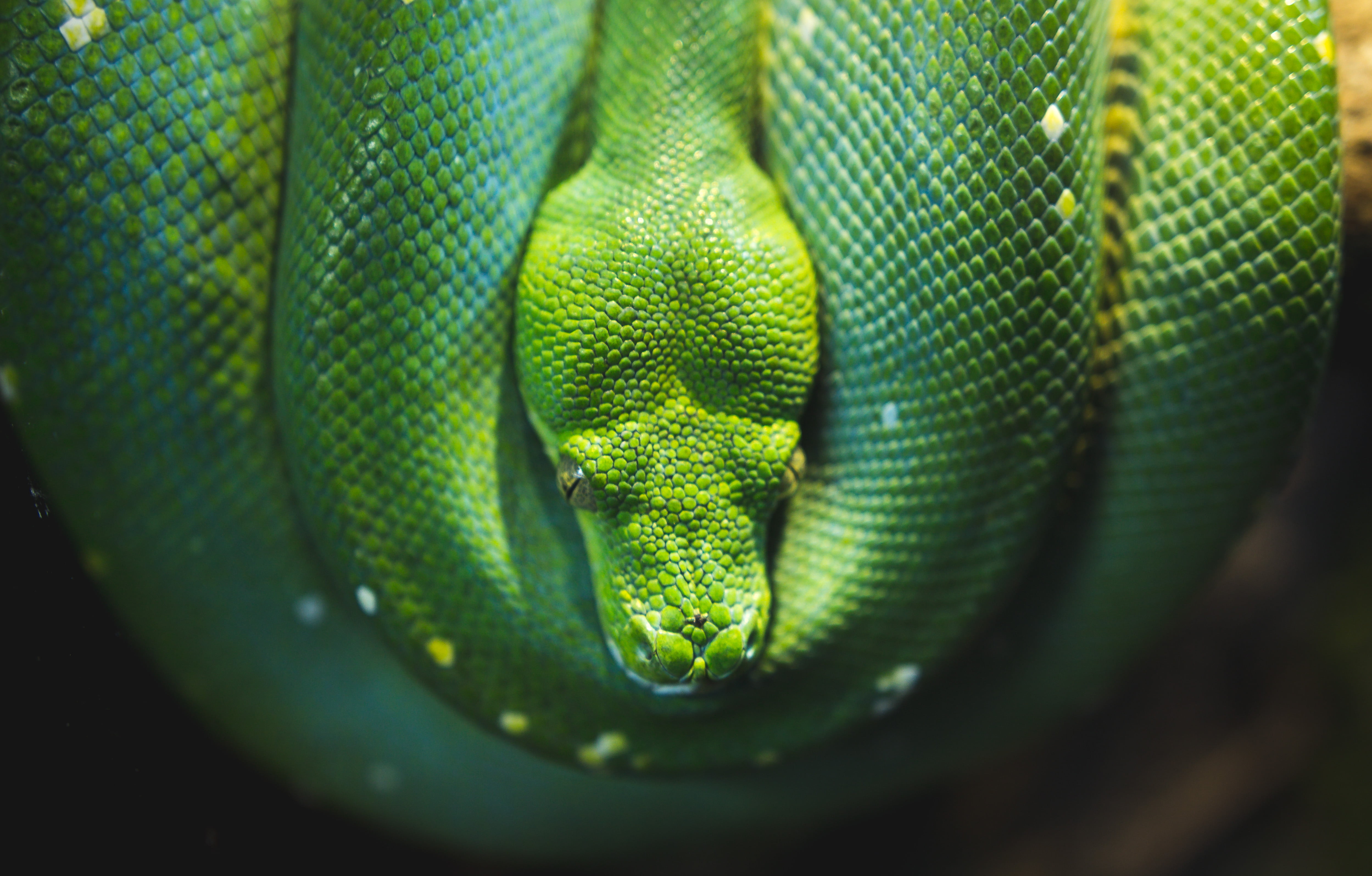 one animal, green Color, animal eye, nature, 4K, curled up, animal wildlife, animal scale, animal, forest, natural pattern, sign, animals in the wild, HD Wallpaper