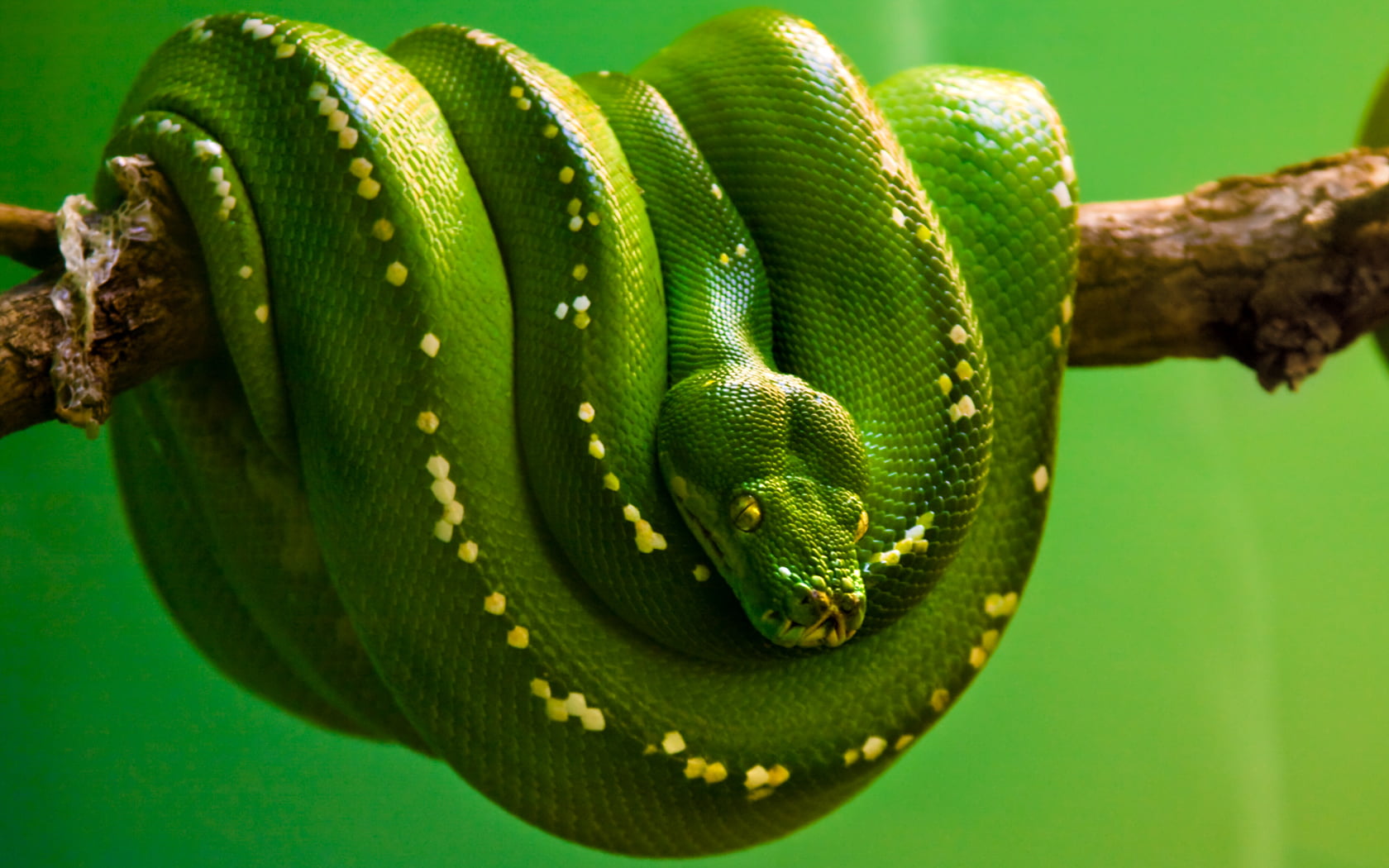 python, green, emerald, 720P, snake, green background, HD Wallpaper