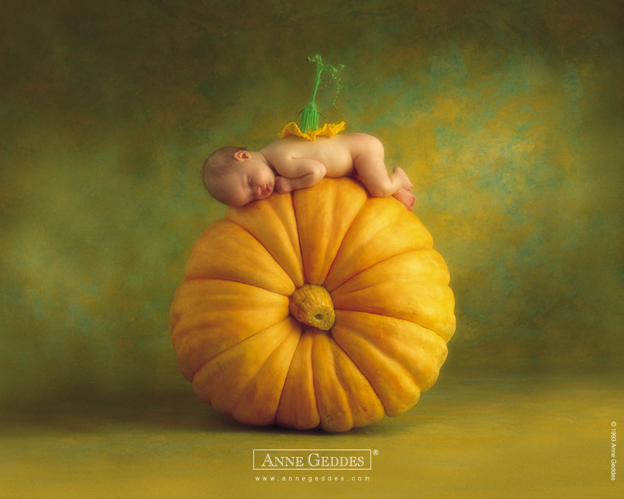 anne, still life, directly above, geddes, studio shot, painting, backgrounds, Helloween, gourd, orange Color, text, halloween, thanksgiving, squash - Vegetable, HD Wallpaper