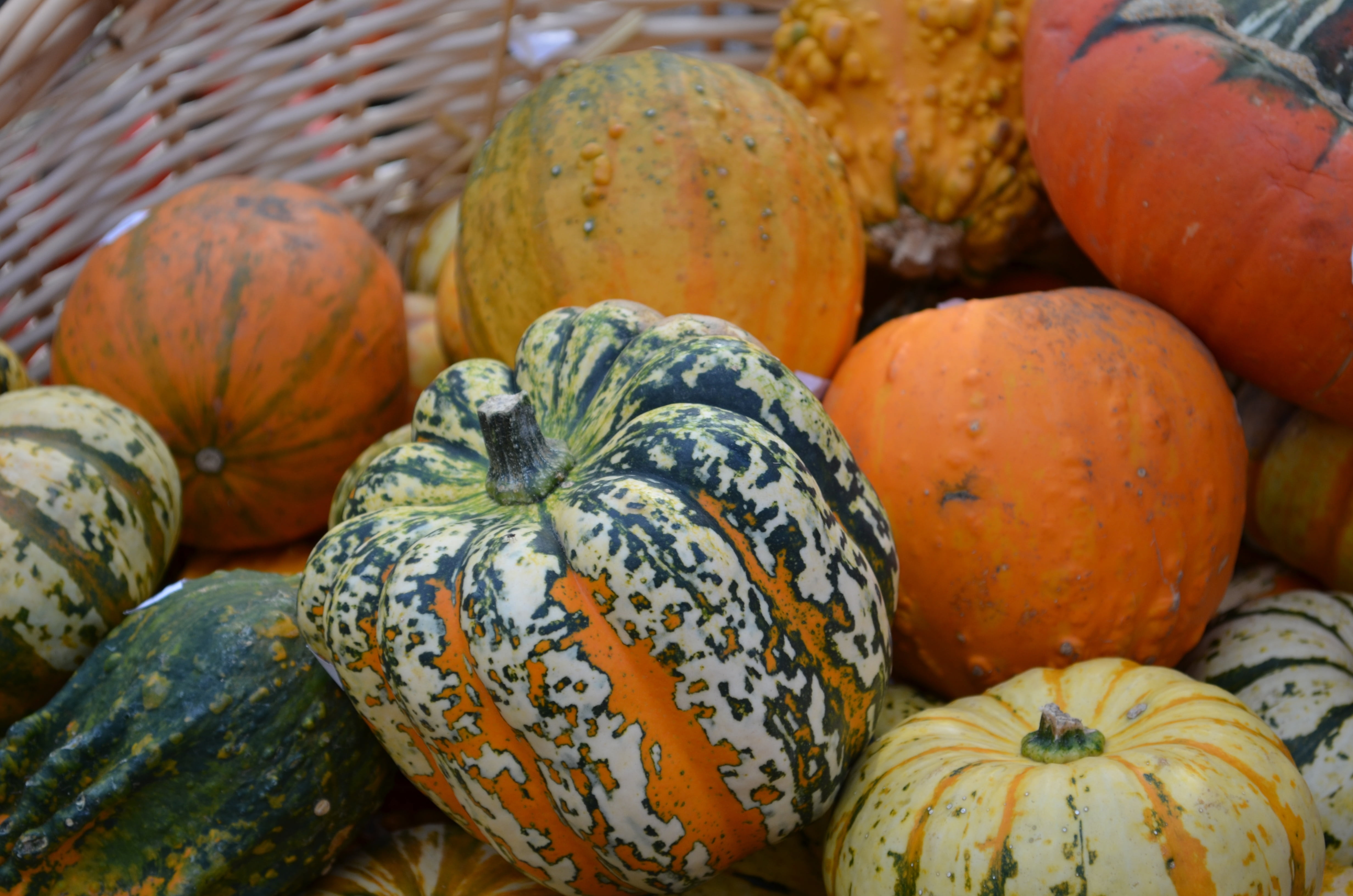 organic, ecologically, pumpkin, green, orange, still life, wellbeing, choice, happy halloween, helloween, large group of objects, retail, pumpkins, day, HD Wallpaper