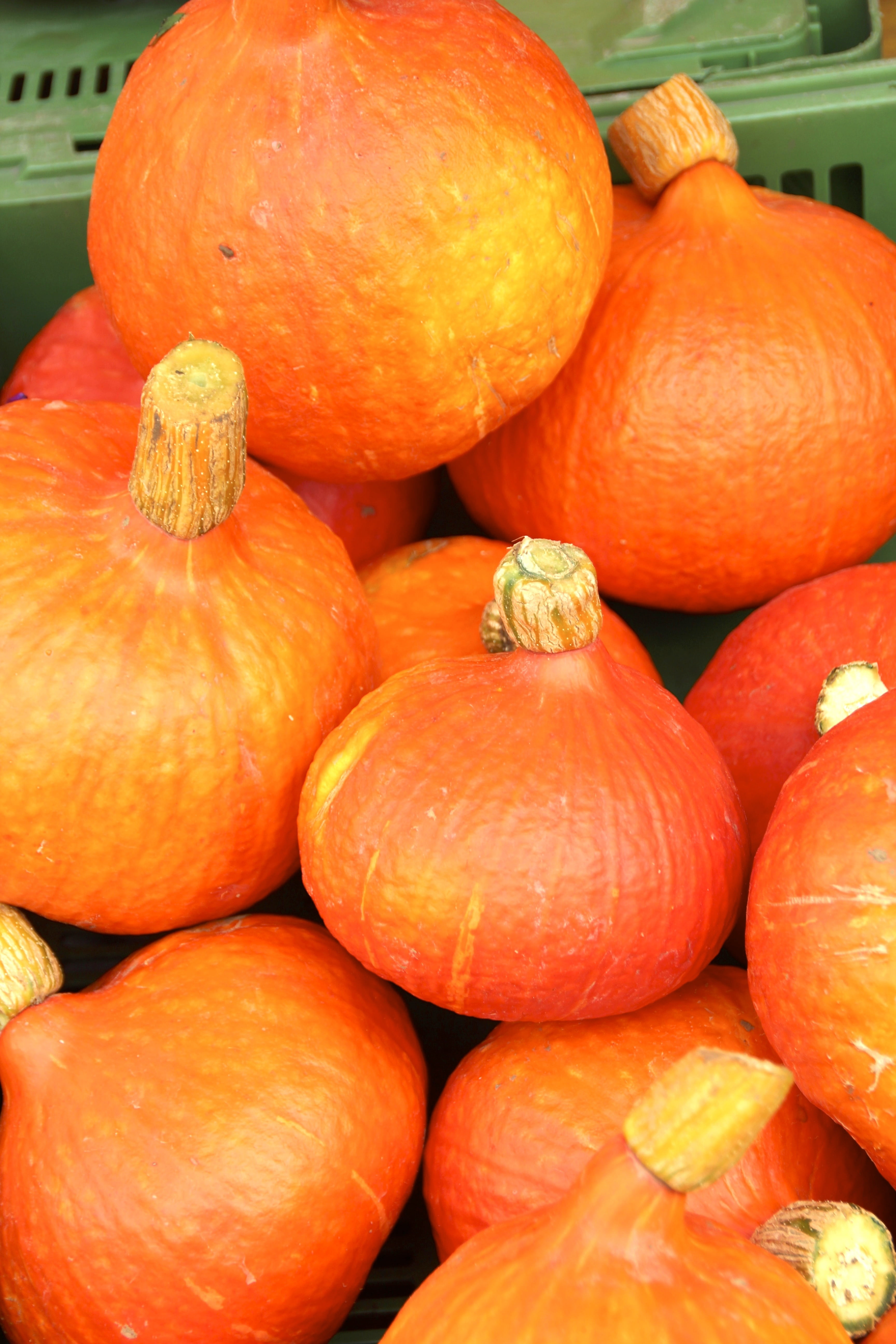 pumpkins autumn, vegetable, market, day, wellbeing, pumpkin, autumn, orange, no people, abundance, large group of objects, food, healthy eating, pumpkins, Phone HD Wallpaper