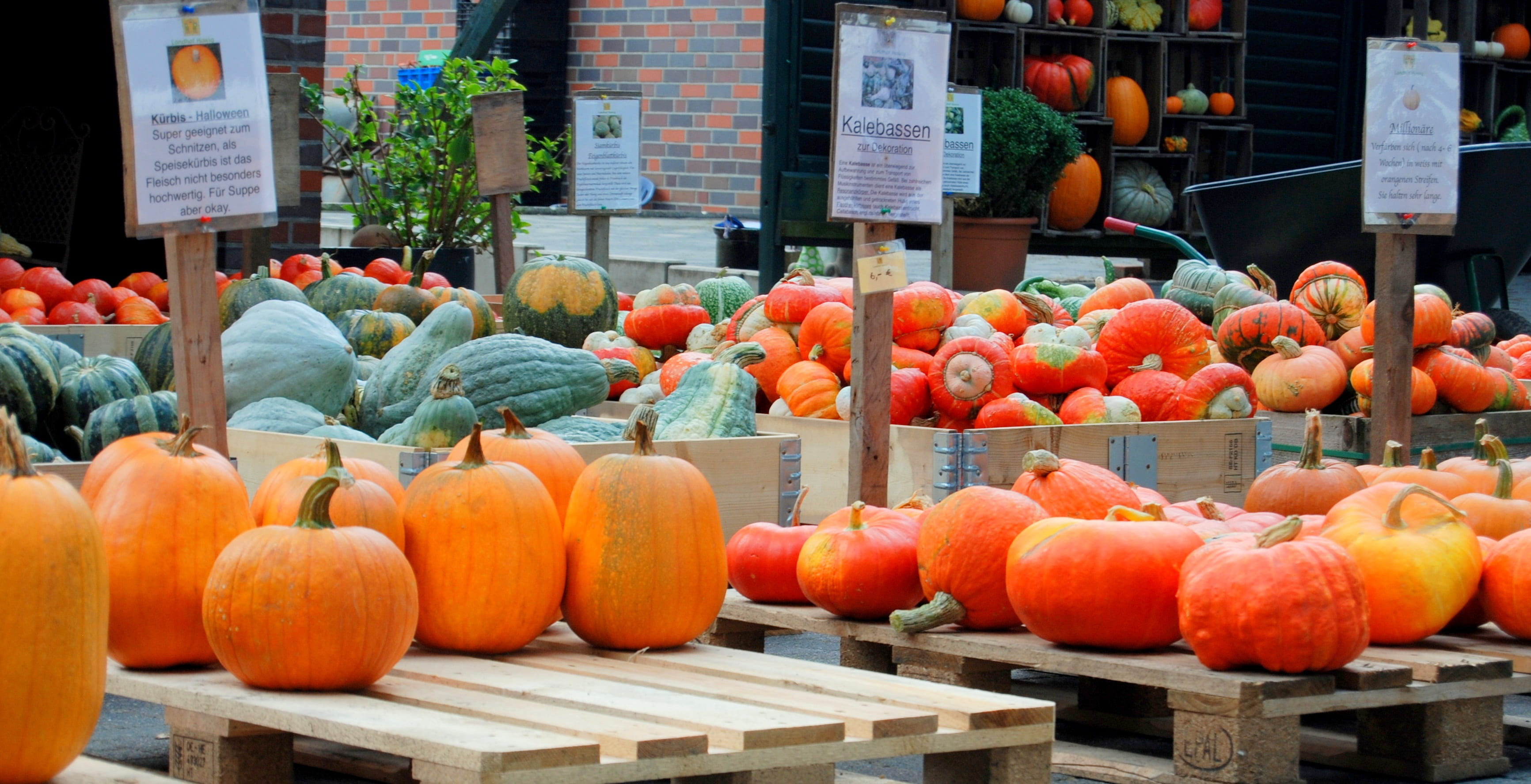 food and drink, arrangement, yellow, no people, vegetable, gourd, red, decoration, retail display, ripe, cucurbita, for sale, vegetables, pumpkin, happy halloween, HD Wallpaper
