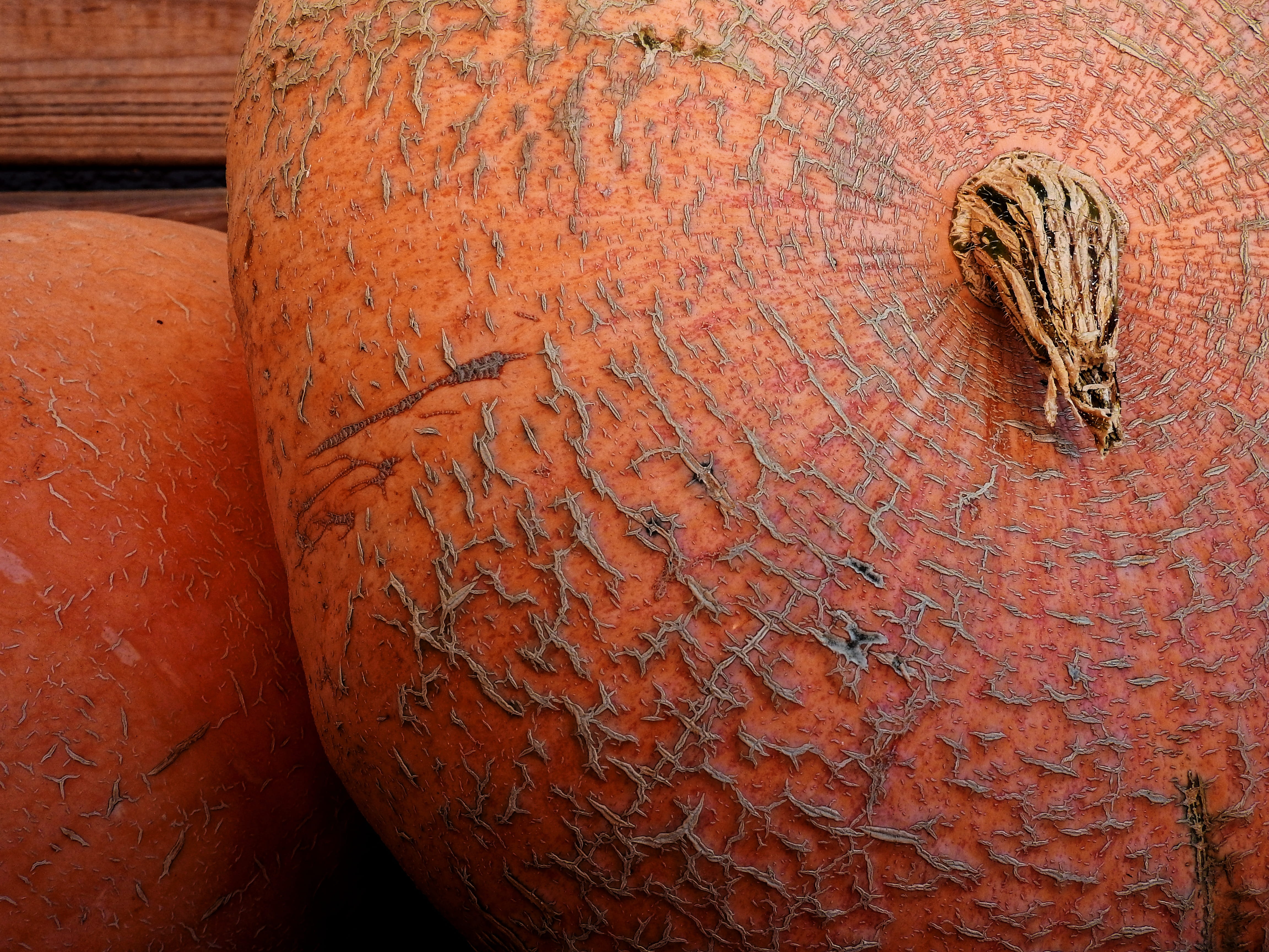 vertebrate, autumn, history, carving - craft product, day, Gourd, autumn decoration, outdoors, animal themes, art and craft, textured, nature, ancient, HD Wallpaper