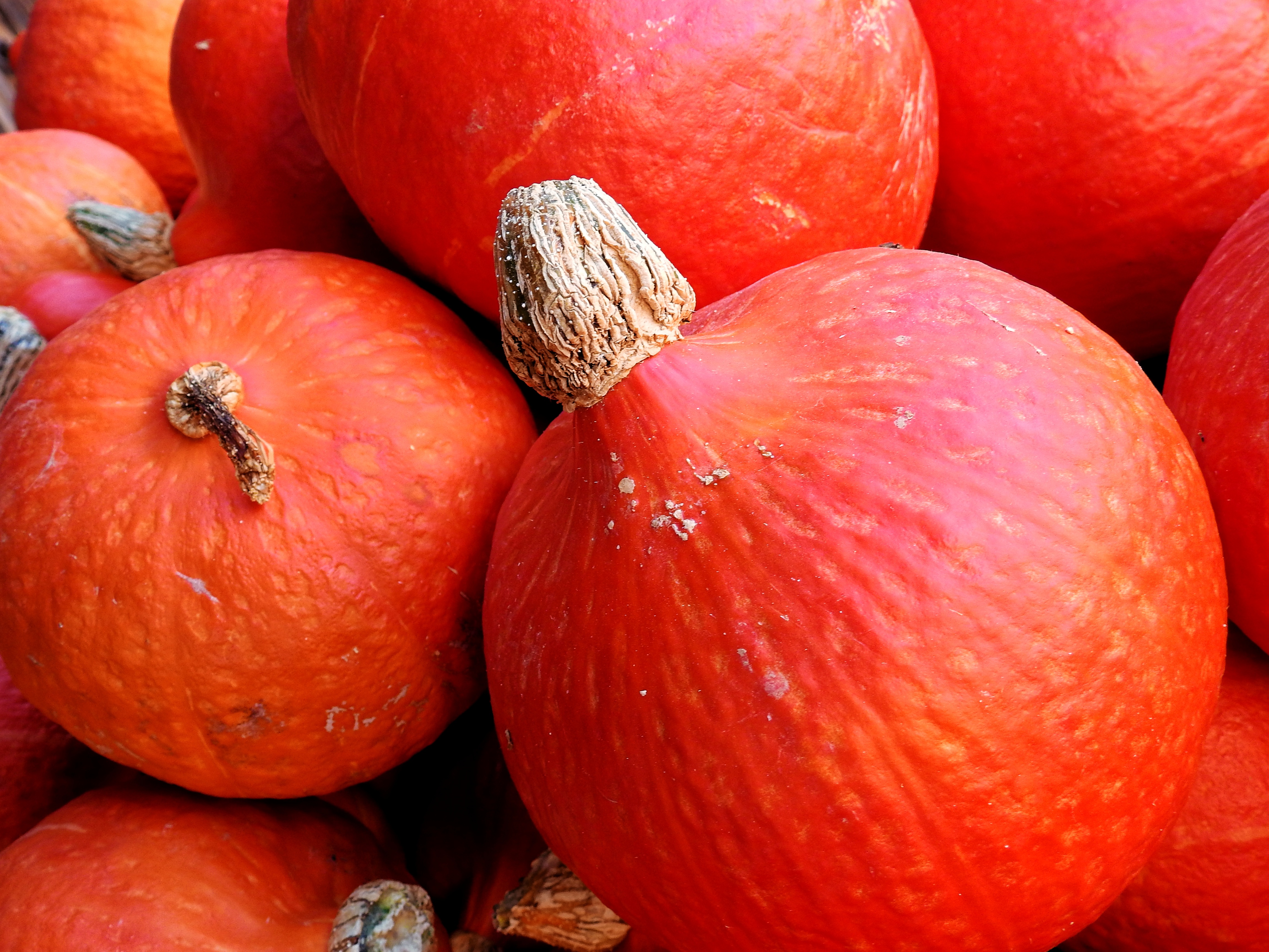 red, close-up, ripe, large group of objects, retail, deco, vegetables, market, thanksgiving, decoration, 4K, orange color, backgrounds, still life, full frame, HD Wallpaper