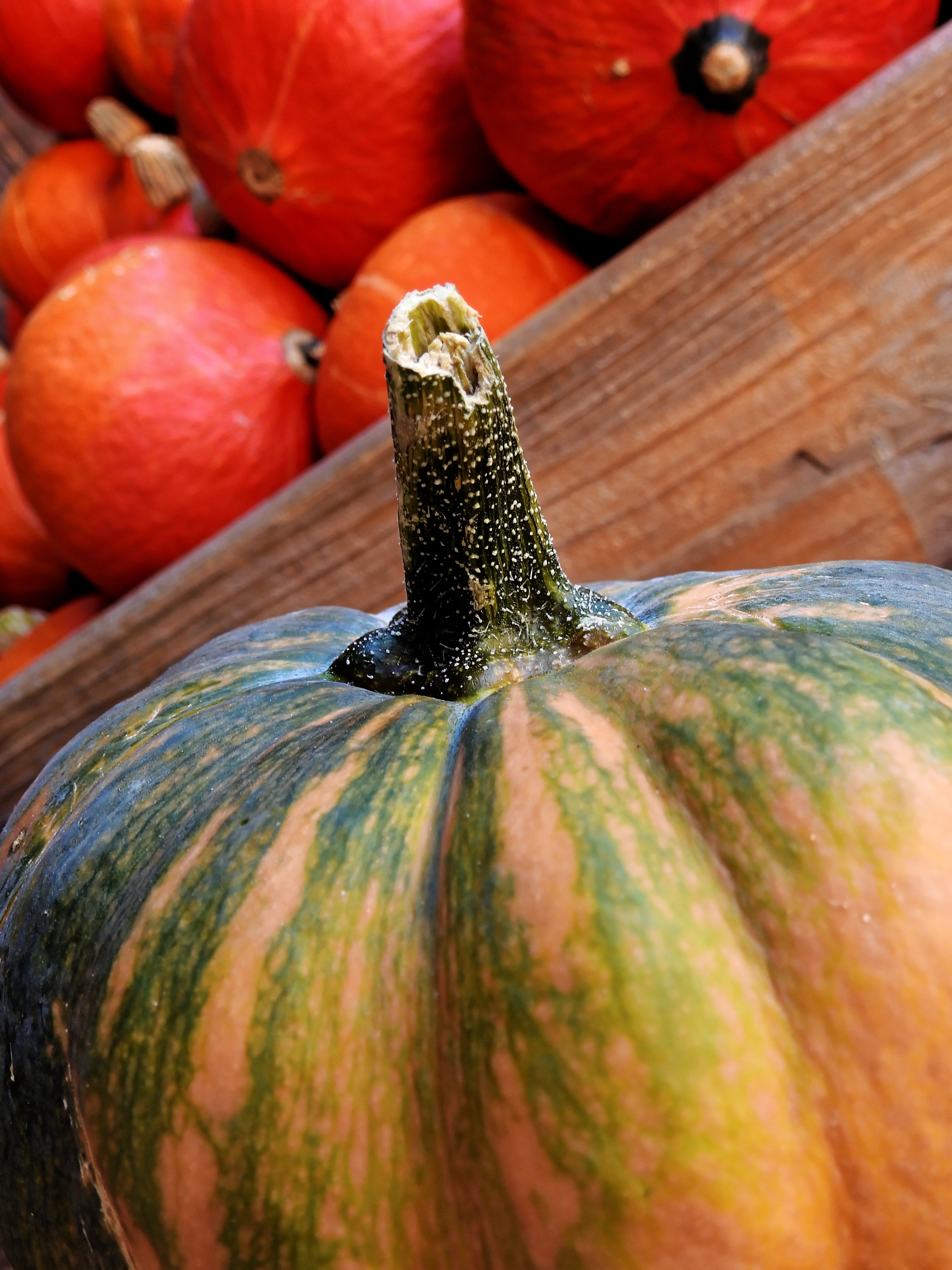 harvest festival, outdoors, wellbeing, decoration, pumpkin, still life, high angle view, gourd, harvest, no people, ripe, wood - material, freshness, vegetables, Phone HD Wallpaper
