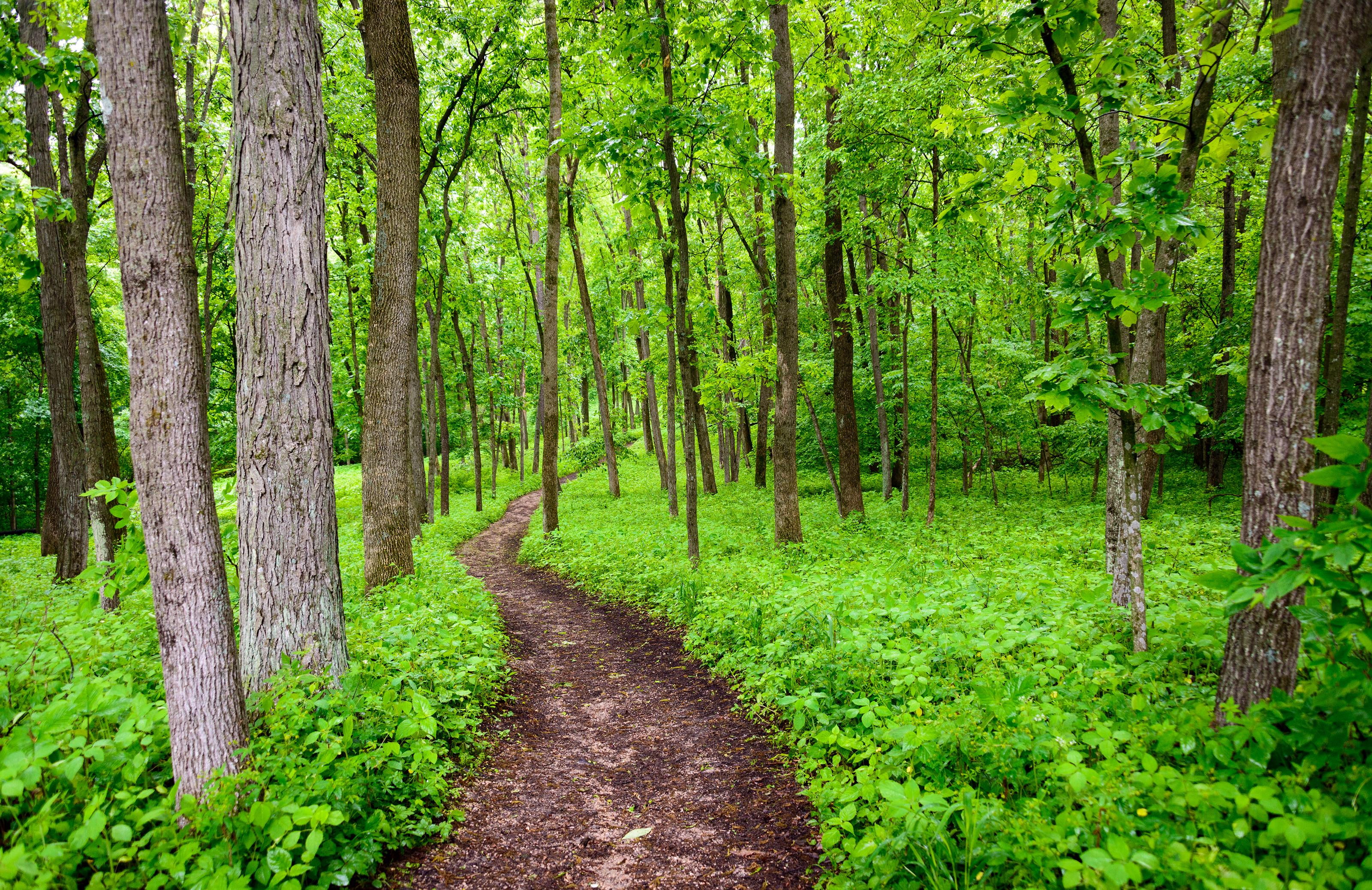 nature, green, trees, Iowa, 2K, path, HD Wallpaper
