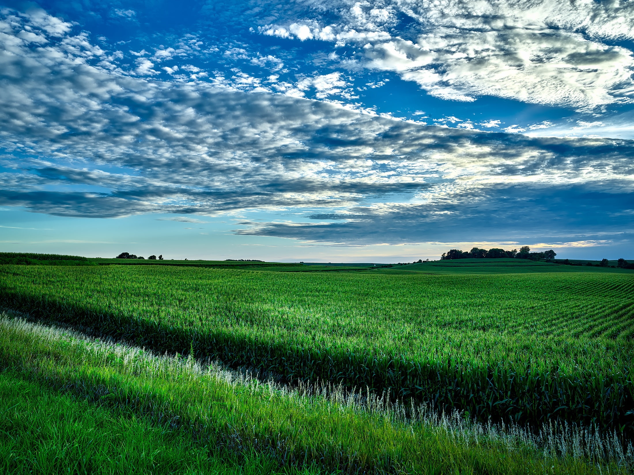 Earth, Field, Iowa, Horizon, Green, Nature, 1080P, Corn, Landscape, USA, HD Wallpaper