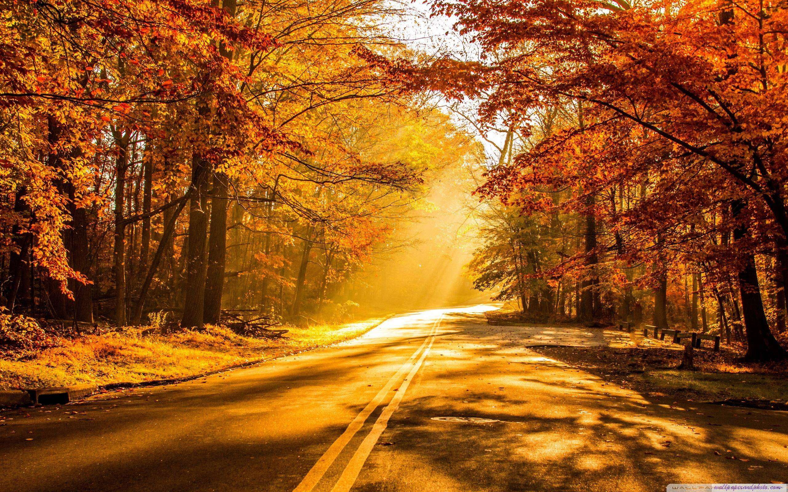 sunlight, direction, 4th of july, autumn, dividing line, day, tranquility, orange color, diminishing perspective, the way forward, idyllic, no people, plant, HD Wallpaper