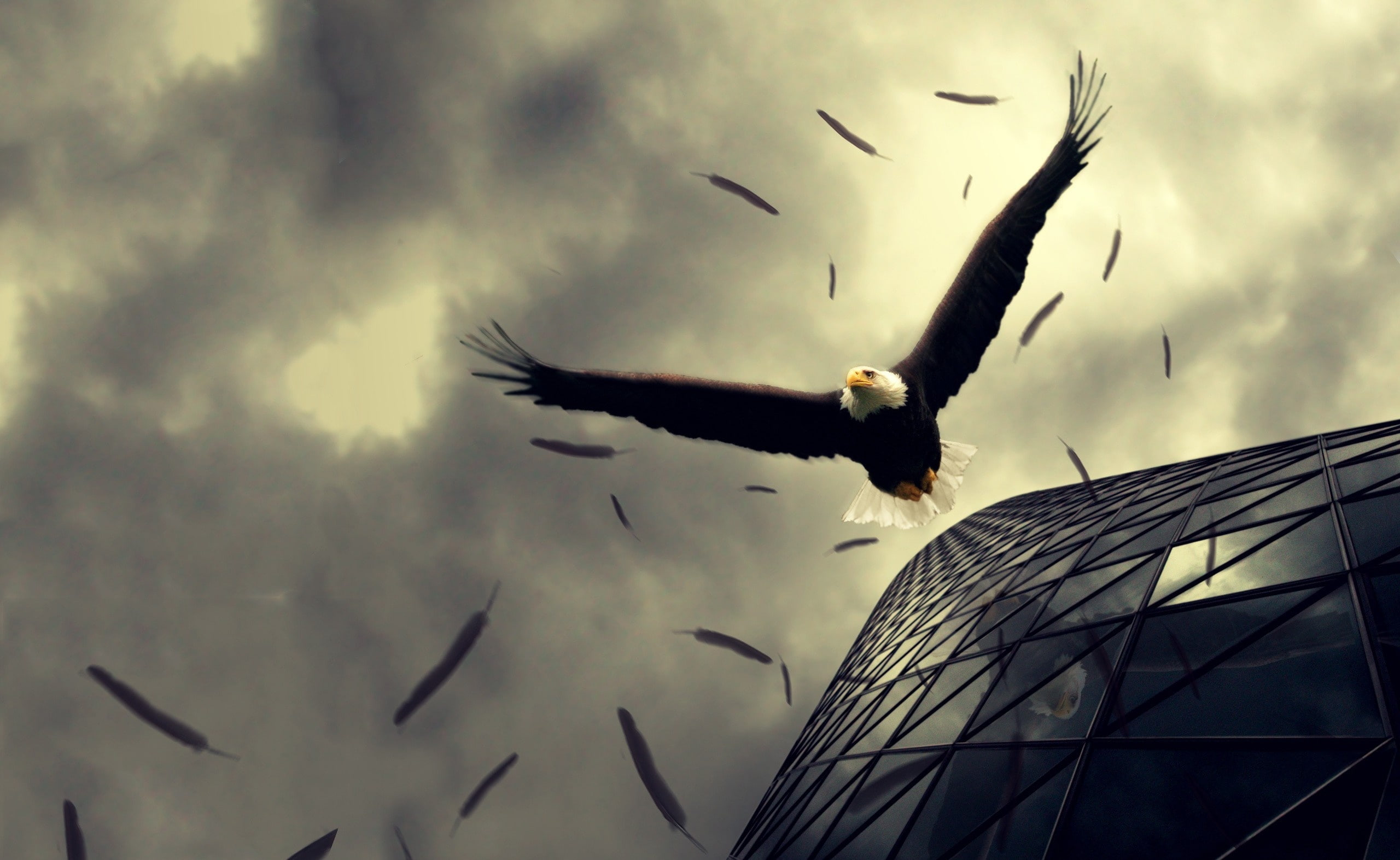Eagle, building exterior, motion, hd, mid-air, low angle view, sky, cloud - sky, 2K, vertebrate, animal wildlife, Aero, Flying, outdoors, Bald, built structure, HD Wallpaper