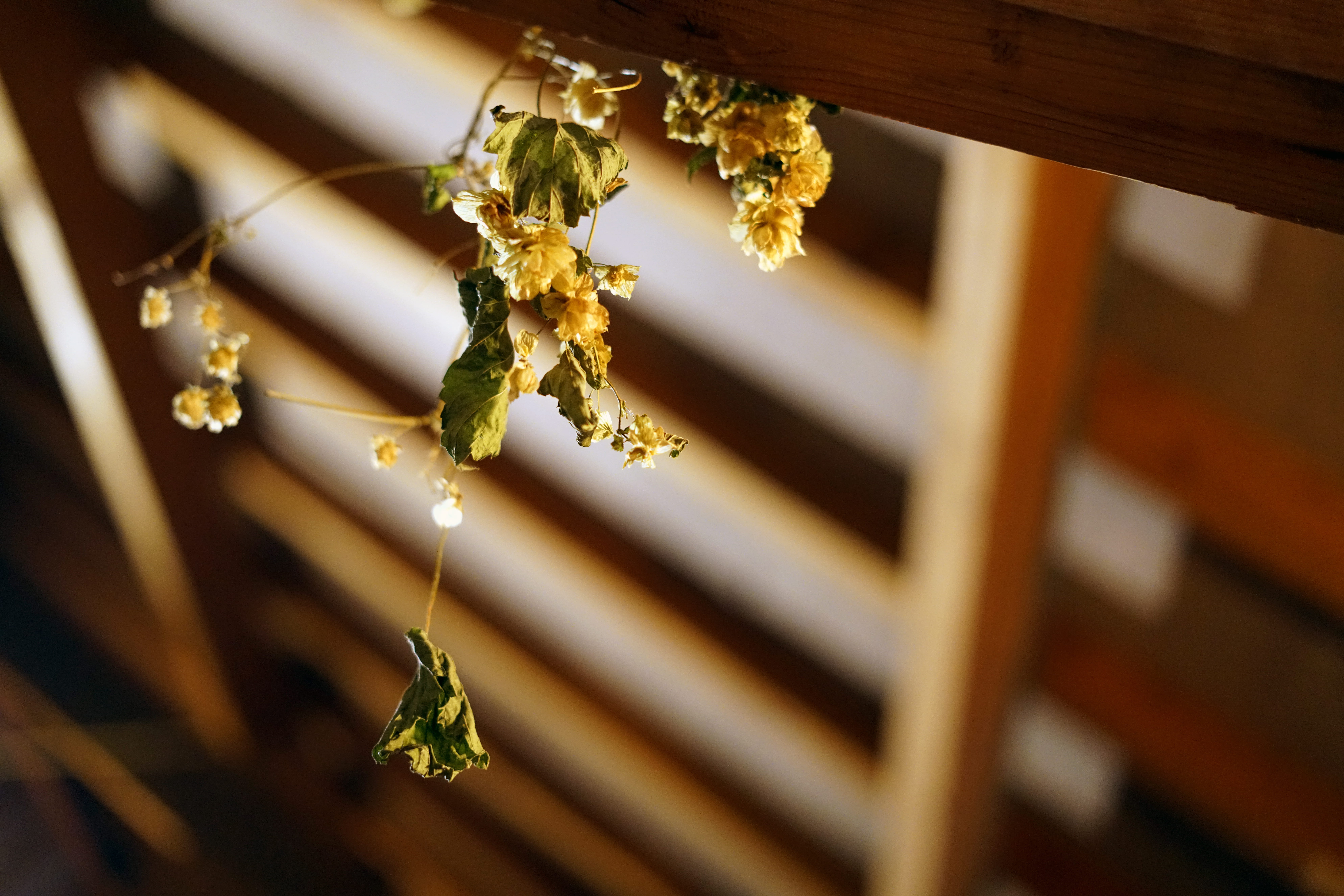 8K, brugge, day, insect, leaves, brewery, selective focus, barn, bee, dried, flowers, wood - material, roof, hanging, animal themes, invertebrate, ceiling, HD Wallpaper