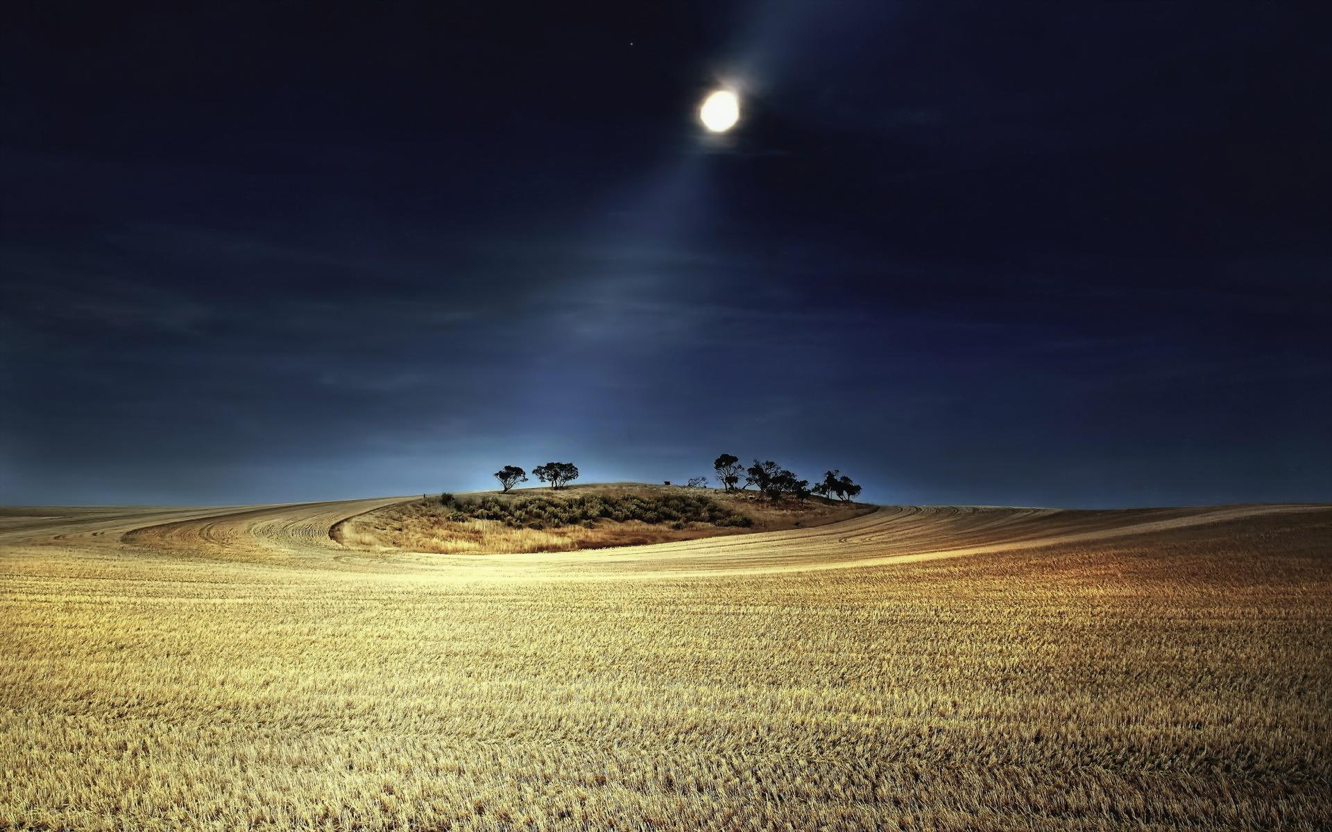 nature and landscapes, 1080P, full, harvest, moon, night, fields, circular, trees, HD Wallpaper