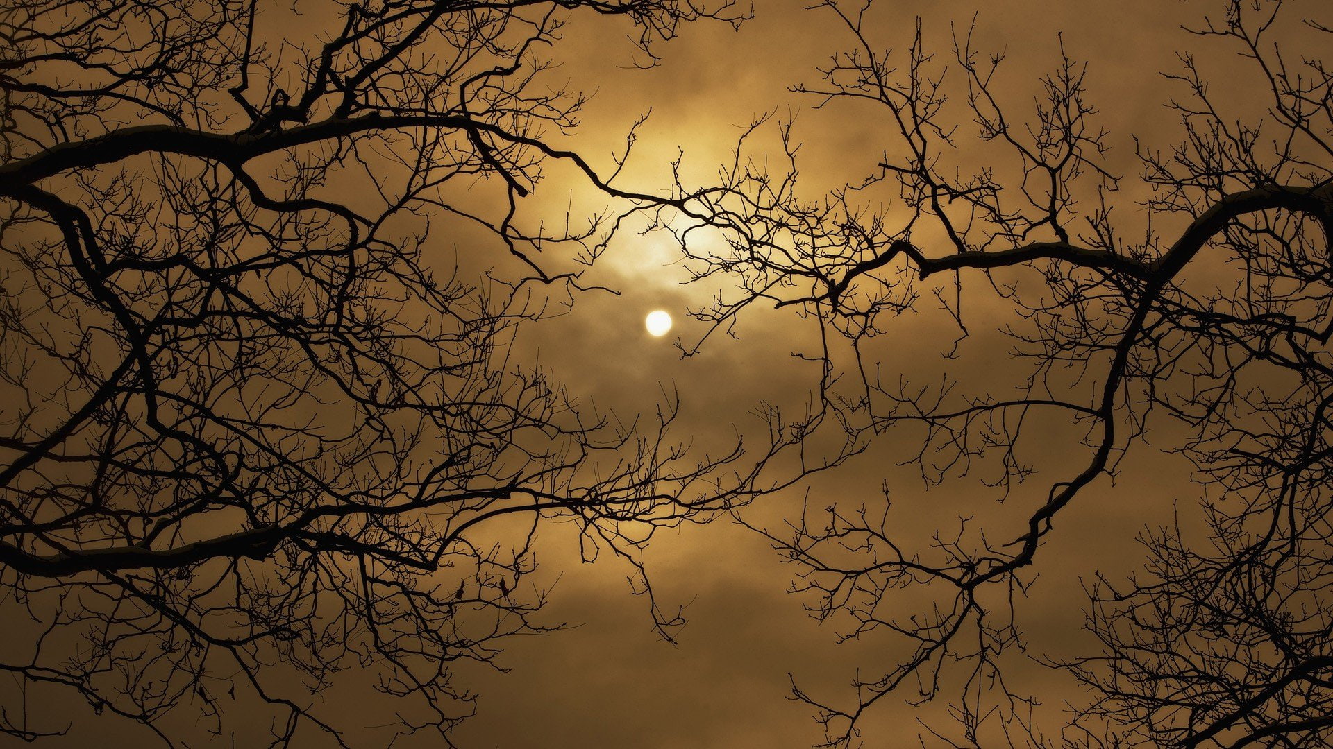 moon, branches, 1080P, harvest, skyscapes, HD Wallpaper
