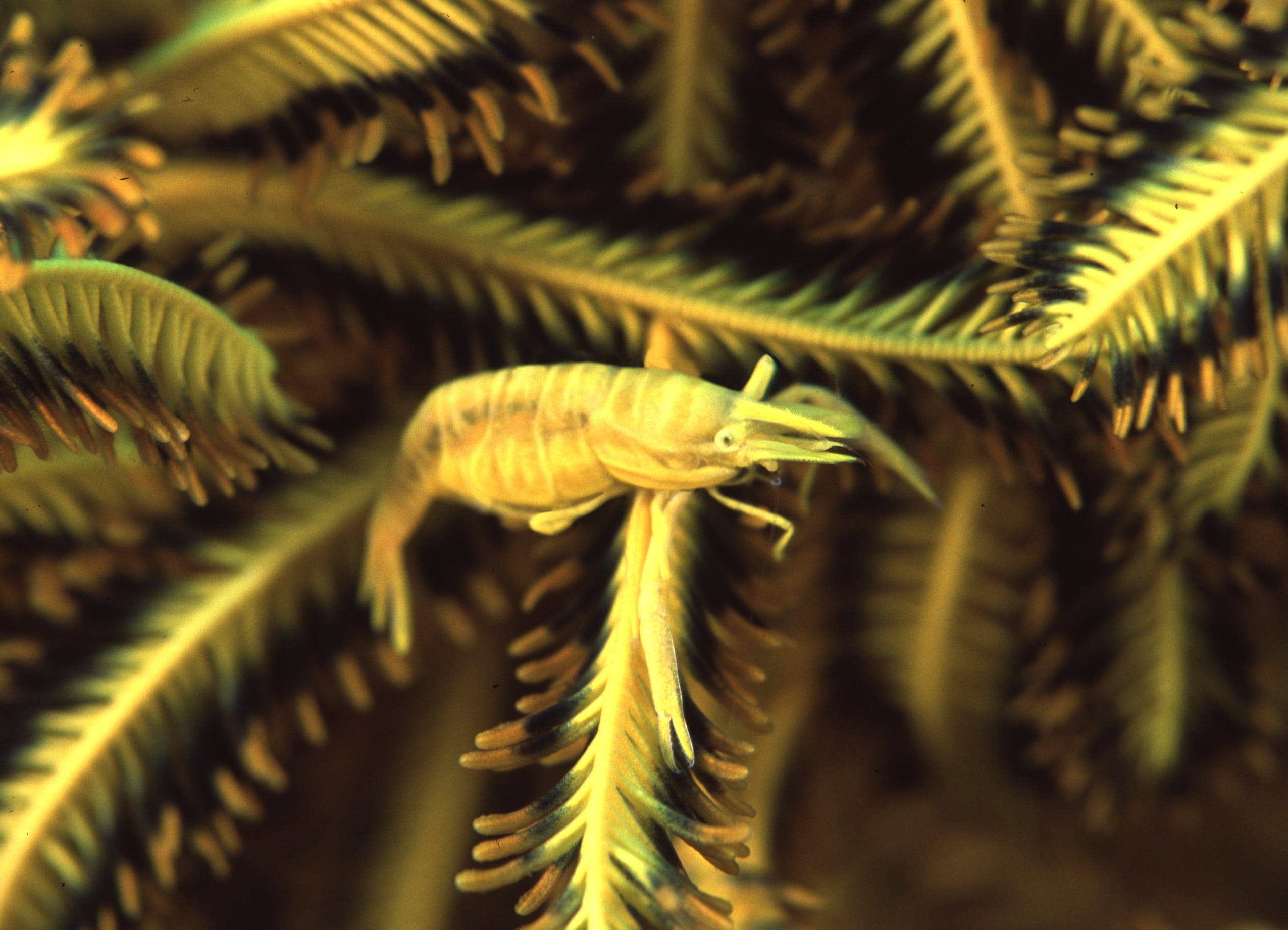 1080P, natural pattern, beauty in nature, backgrounds, coniferous tree, underwater, green color, vulnerability, no people, animals in the wild, marine, HD Wallpaper