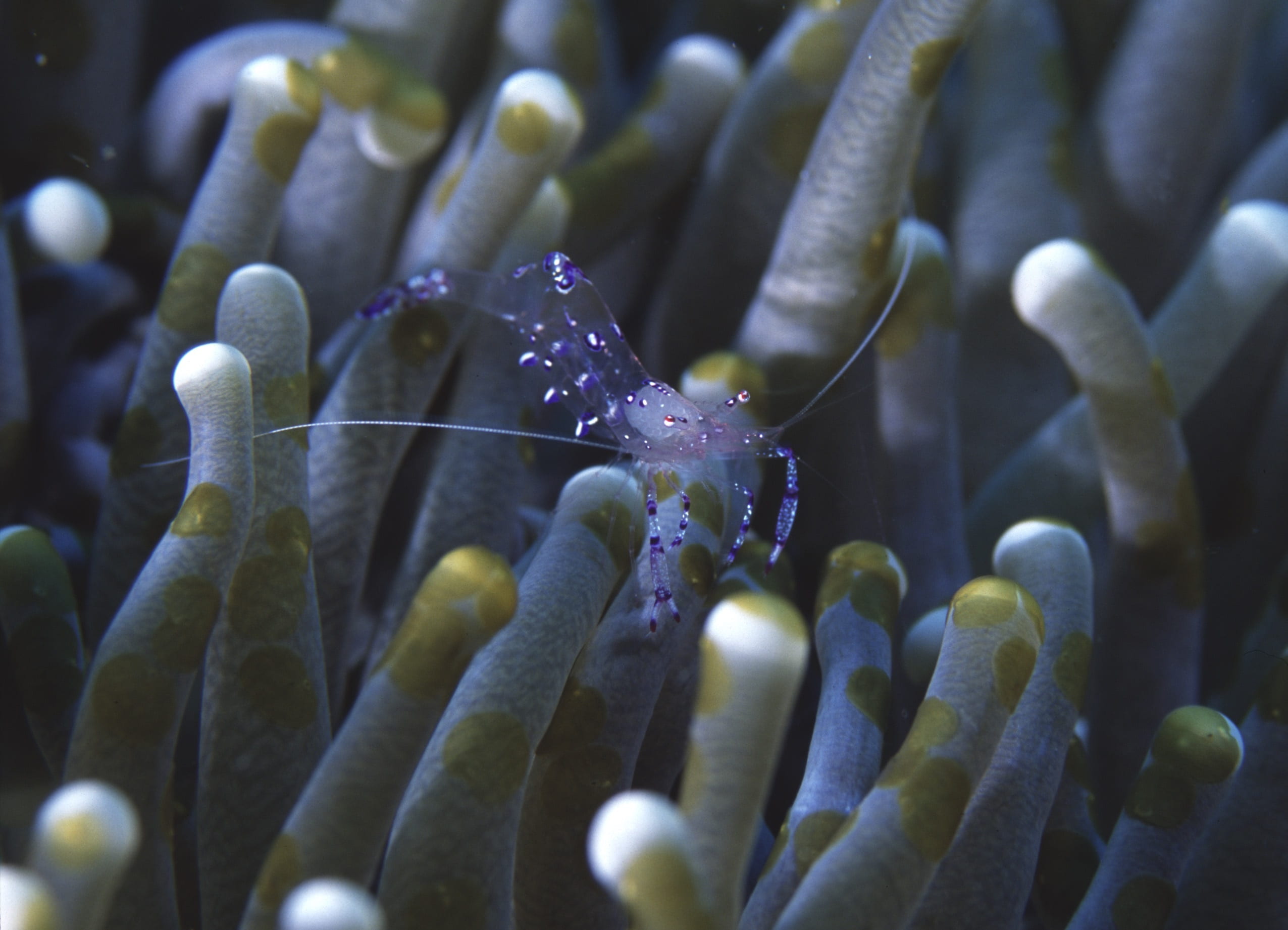 animals in the wild, thailand, selective focus, sea, undersea, purple, underwater, animal themes, no people, marine, sea life, similan island, animal, beauty in nature, HD Wallpaper