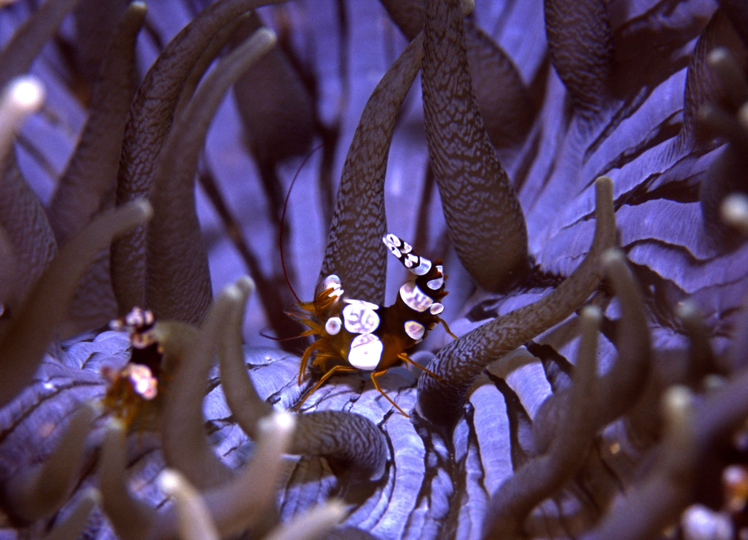 selective focus, beauty in nature, fragility, purple, decoration, white saddle shrimp, thailand, no people, backgrounds, freshness, flower, jewelry, focus on background, HD Wallpaper