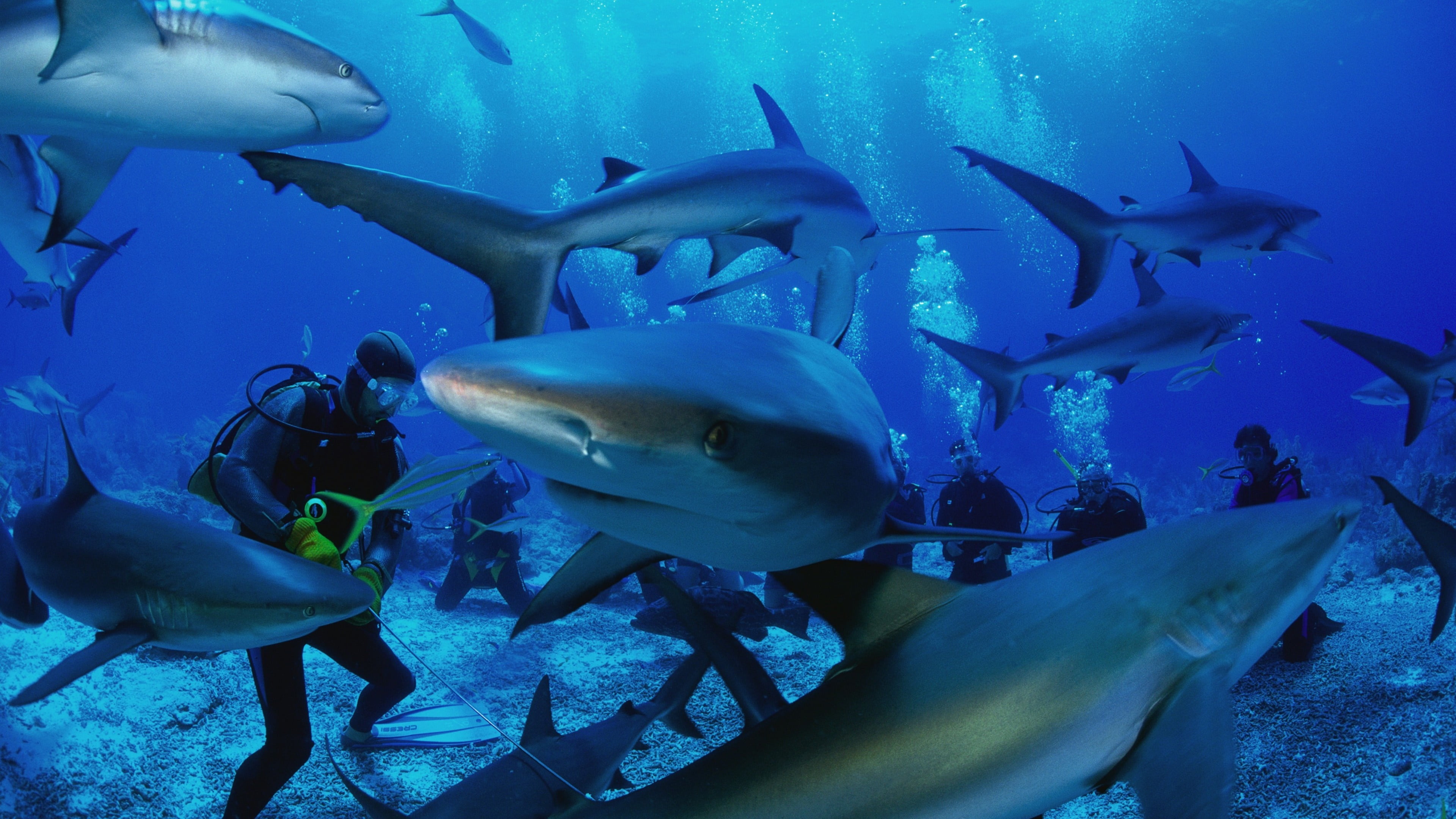 undersea, aquarium, animal themes, animals in the wild, animal wildlife, water, sea, swimming, 4K, diving, marine, similan islands, large group of animals, HD Wallpaper