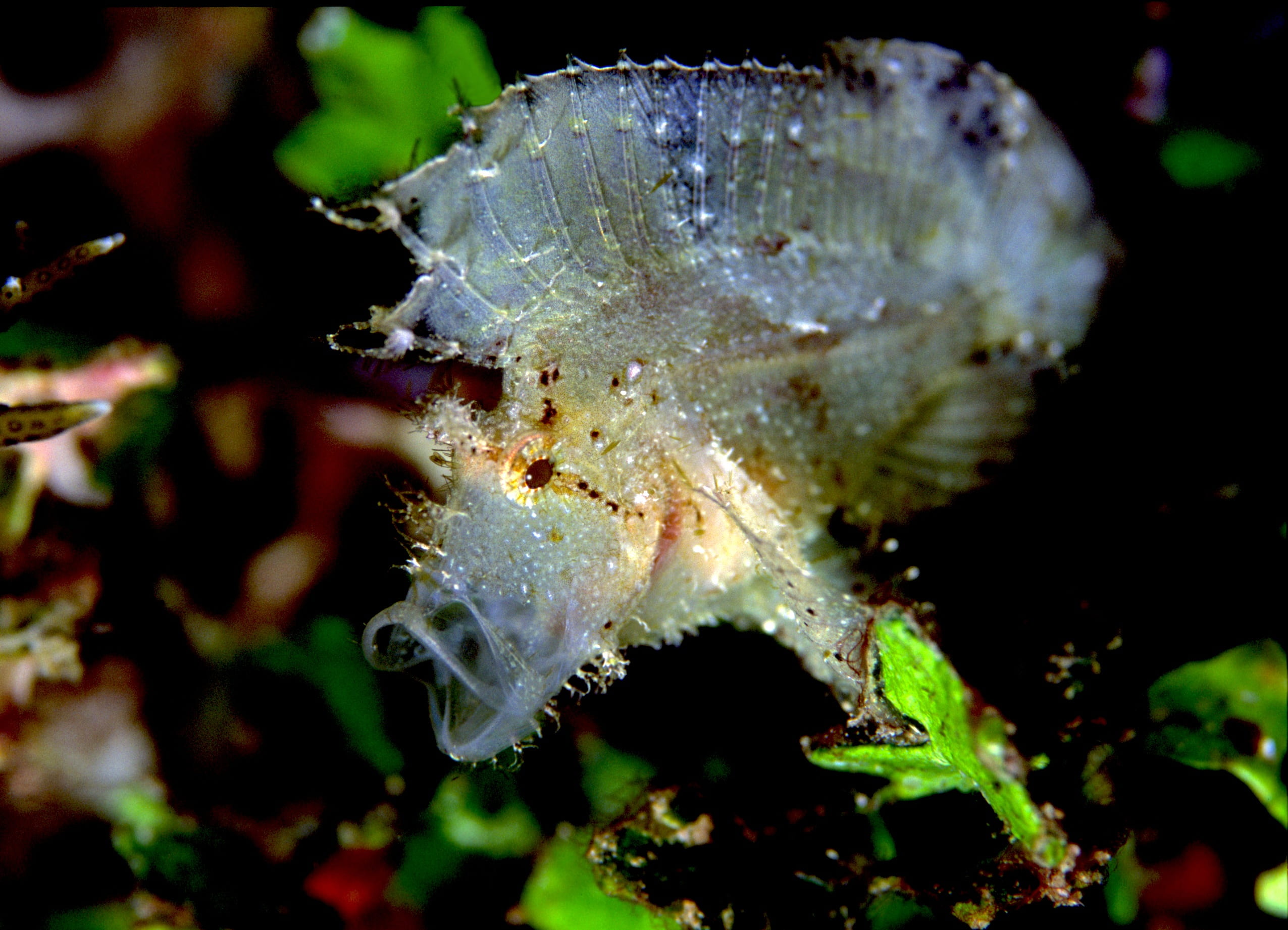 outdoors, thailand, marine, animal themes, invertebrate, similan island, close-up, beauty in nature, no people, growth, underwater, scorpion leaf, water, HD Wallpaper